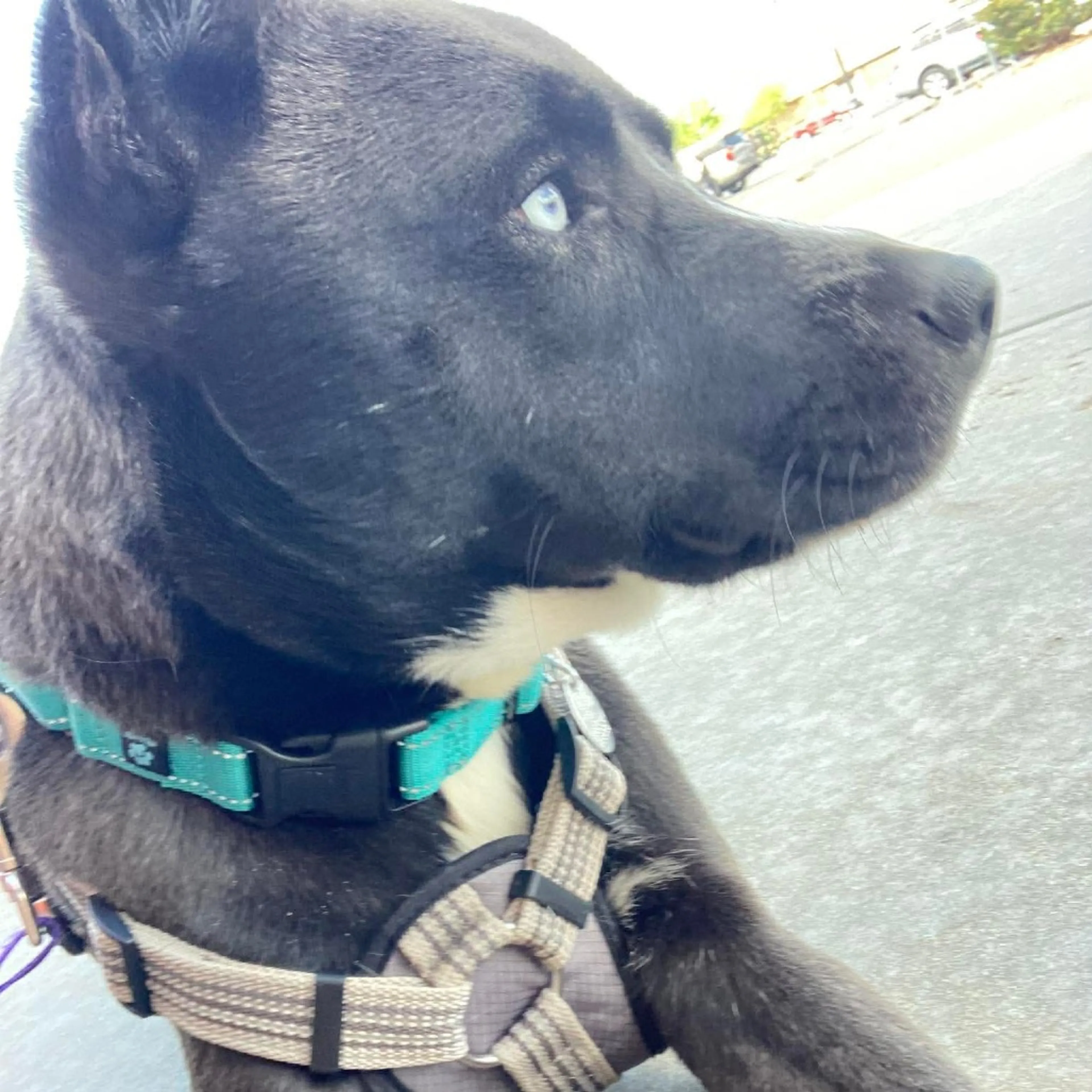 Found pet-8