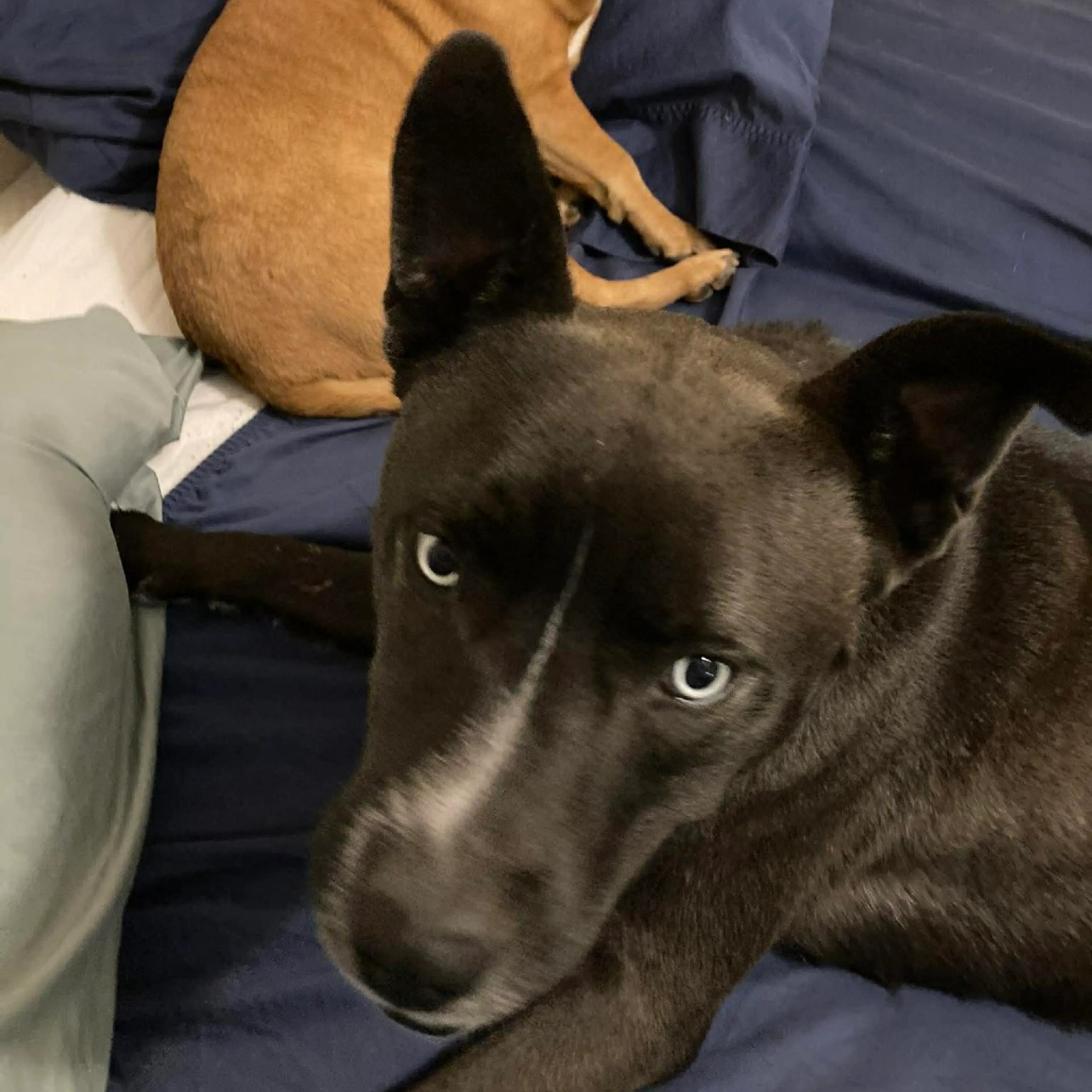 Found pet-14