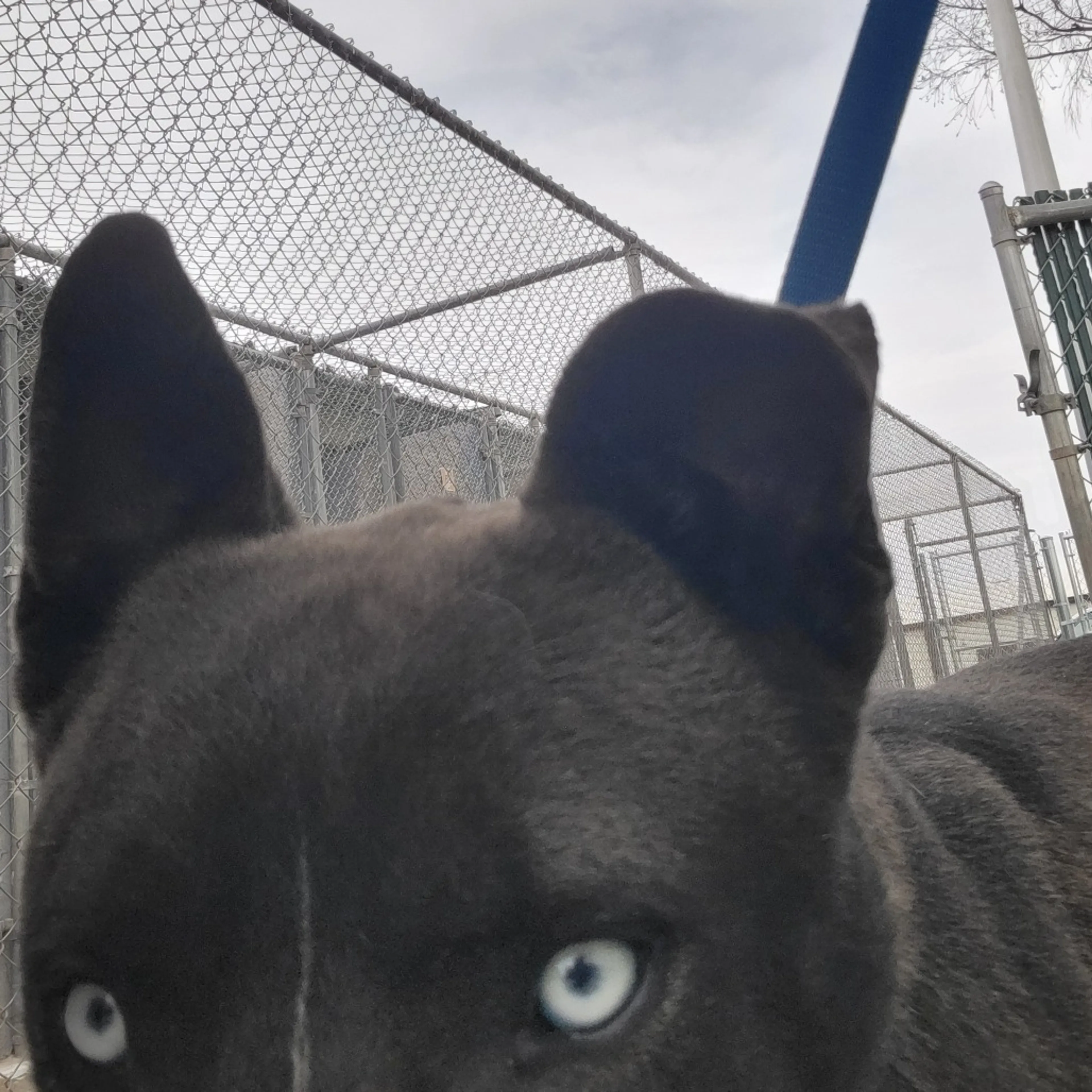 Found pet-3