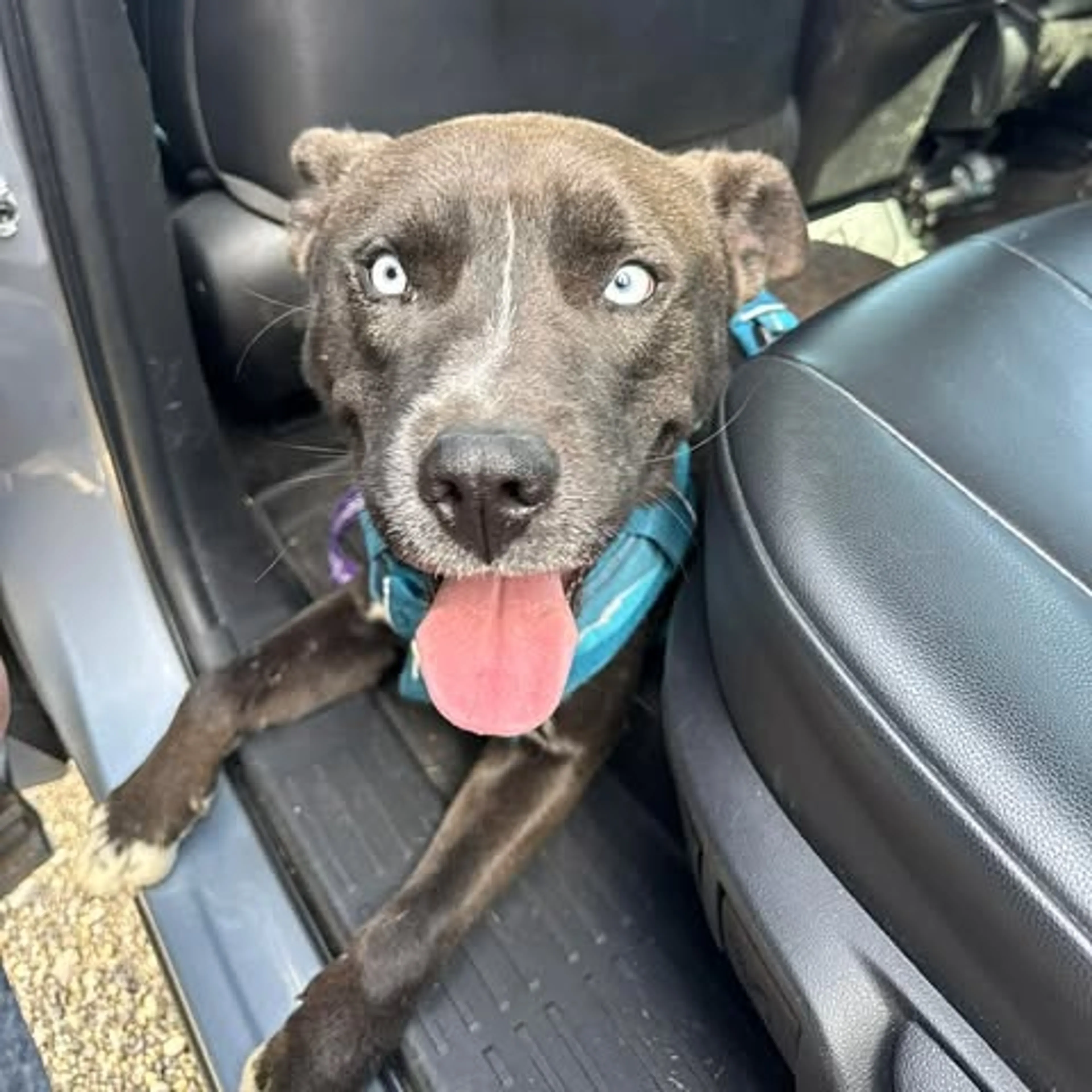 Found pet-5