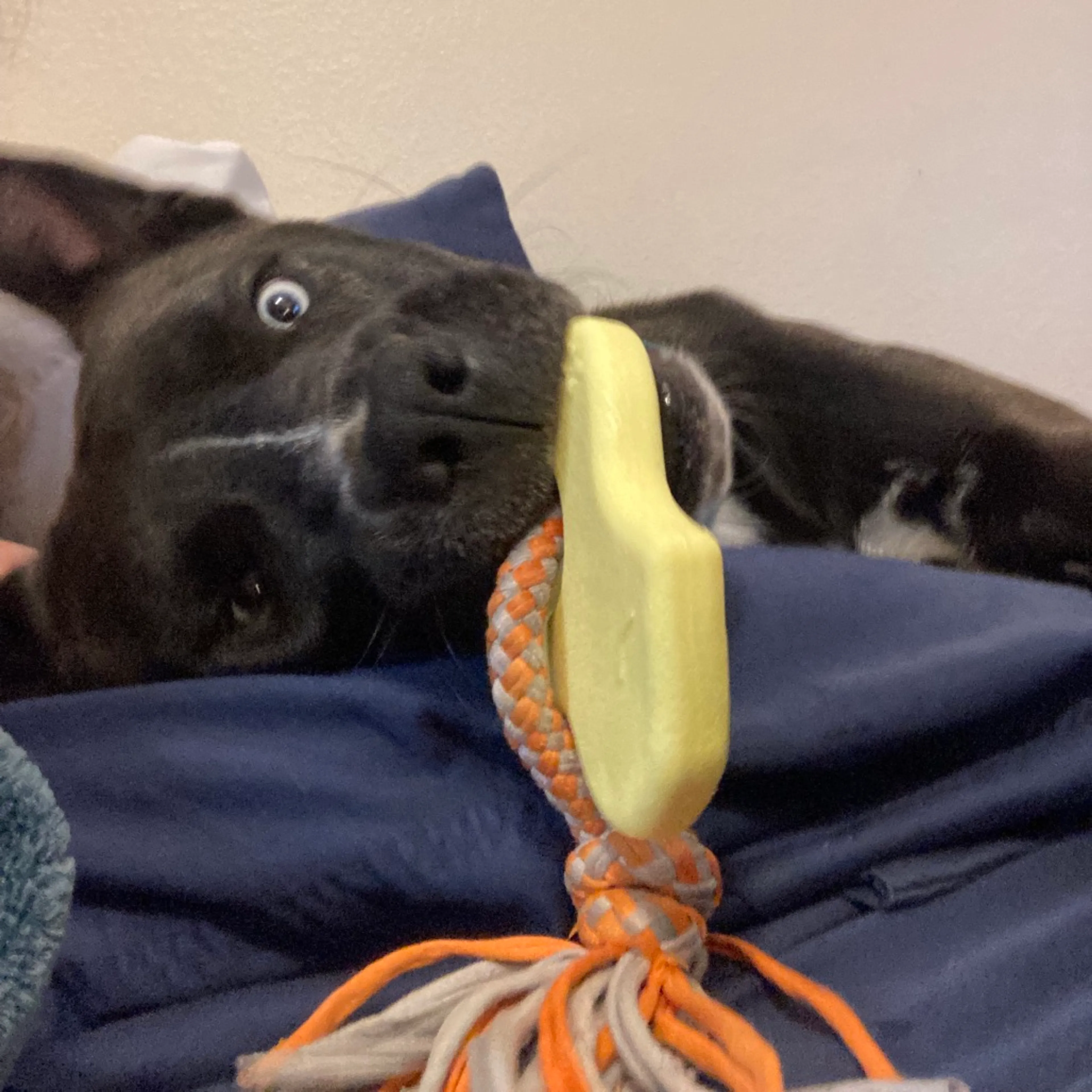 Found pet-16