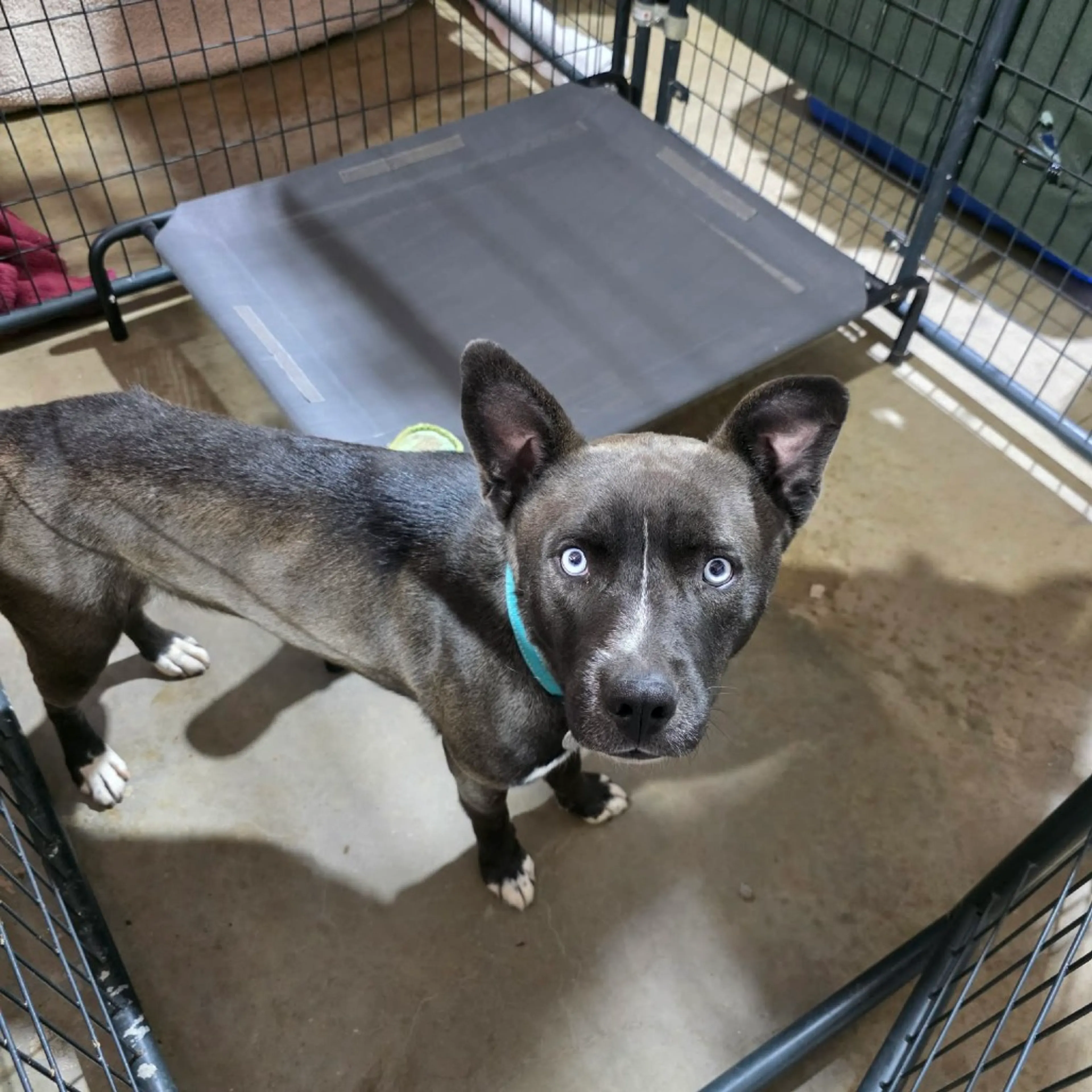 Found pet-21