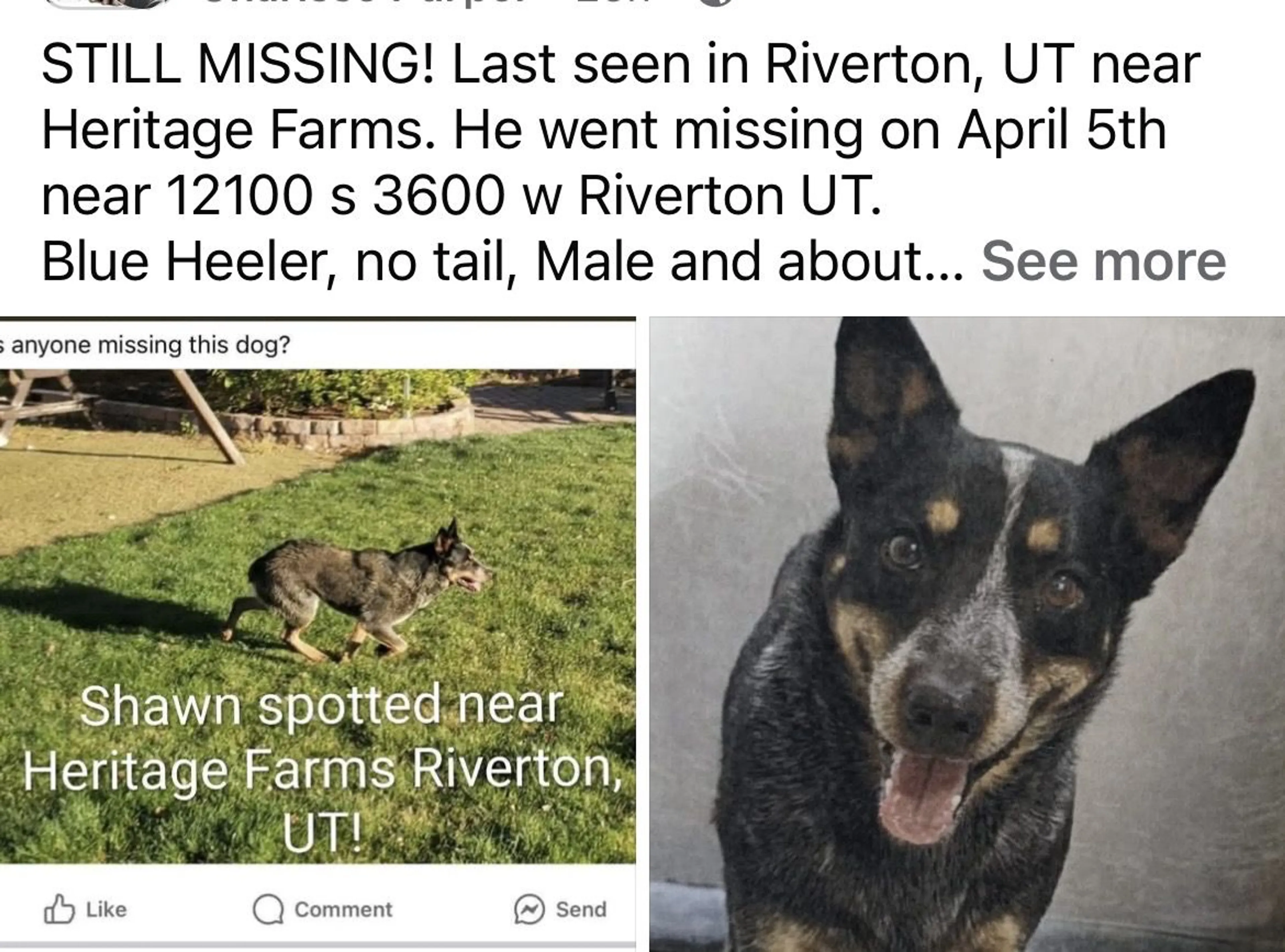 Lost pet
