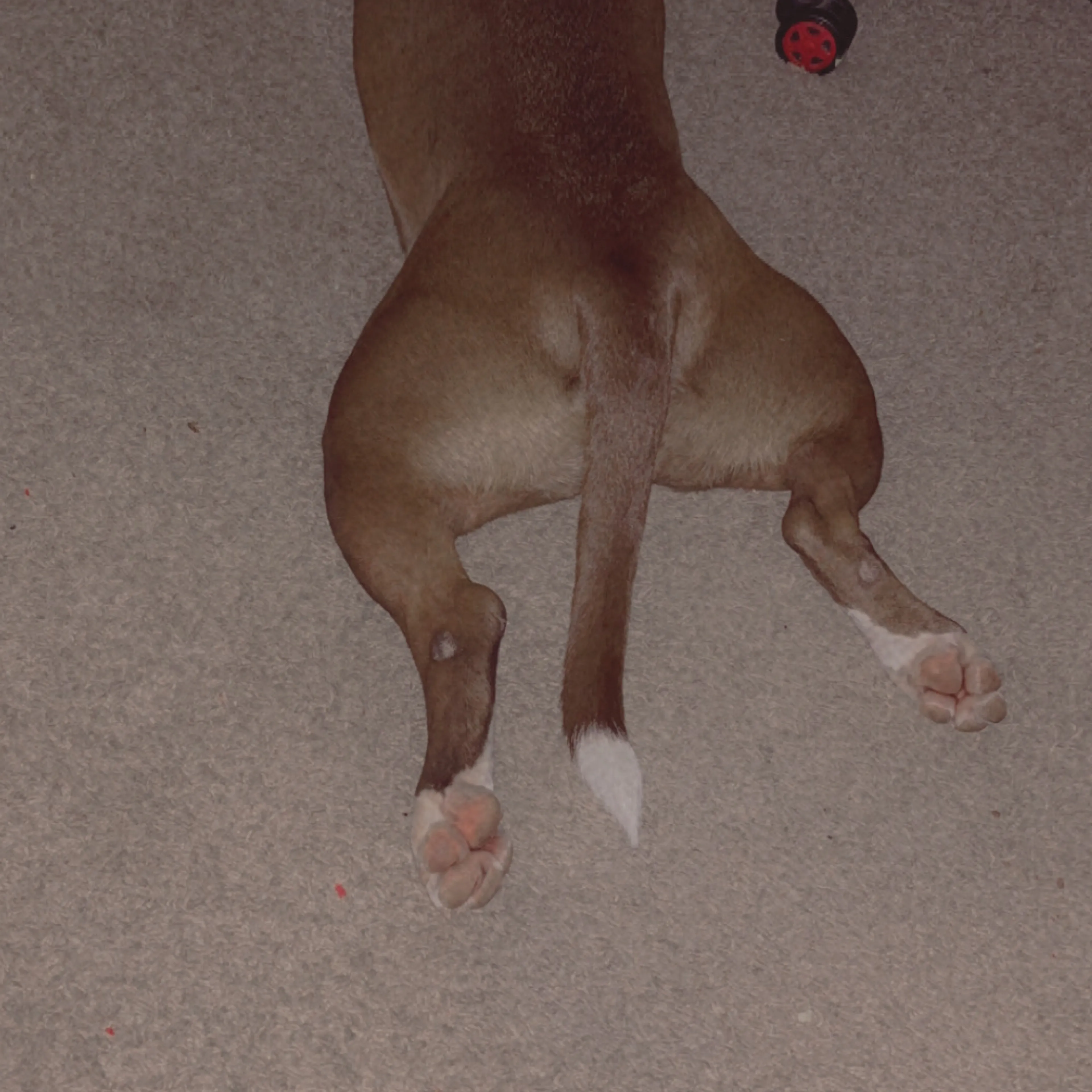 Lost pet-3