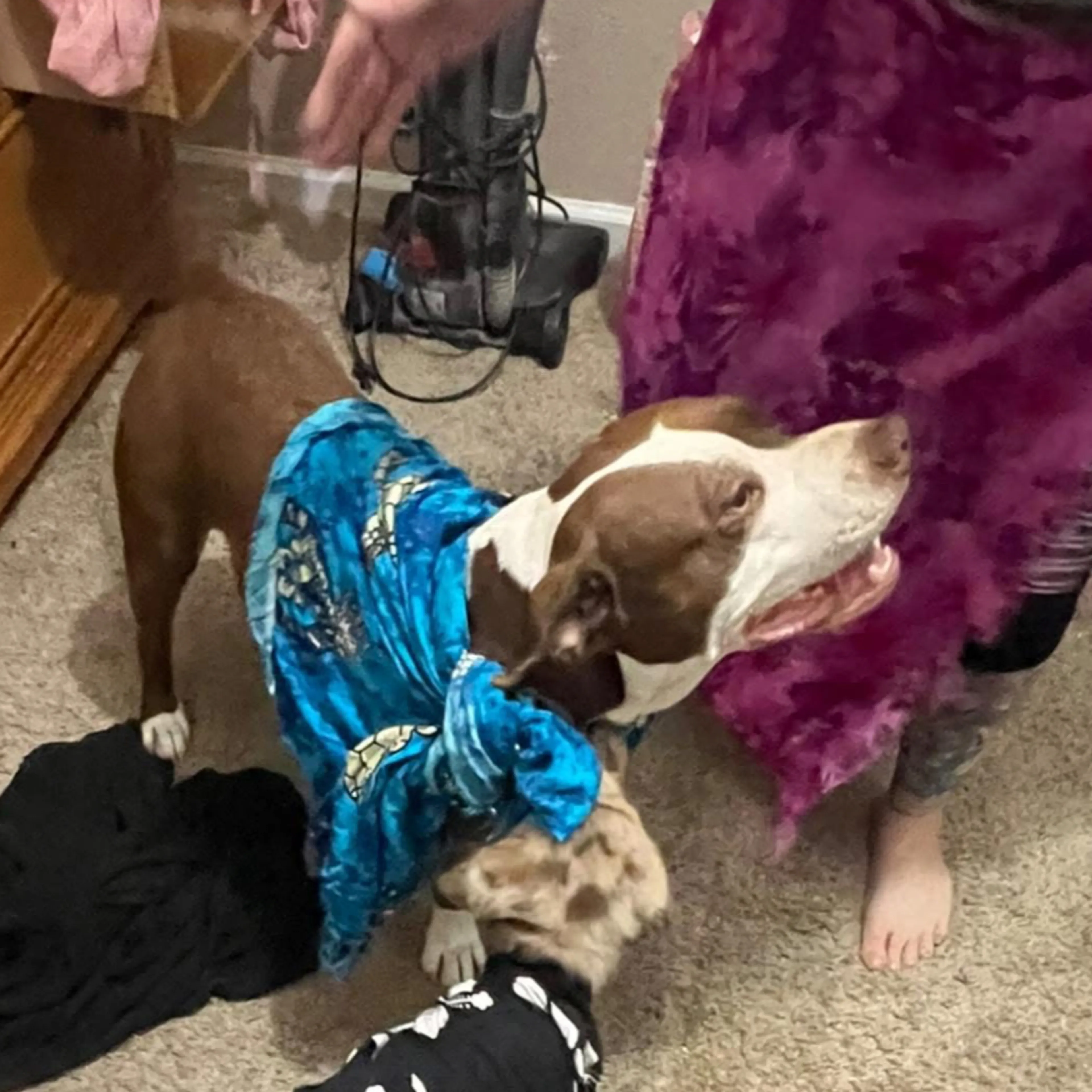 Lost pet-1