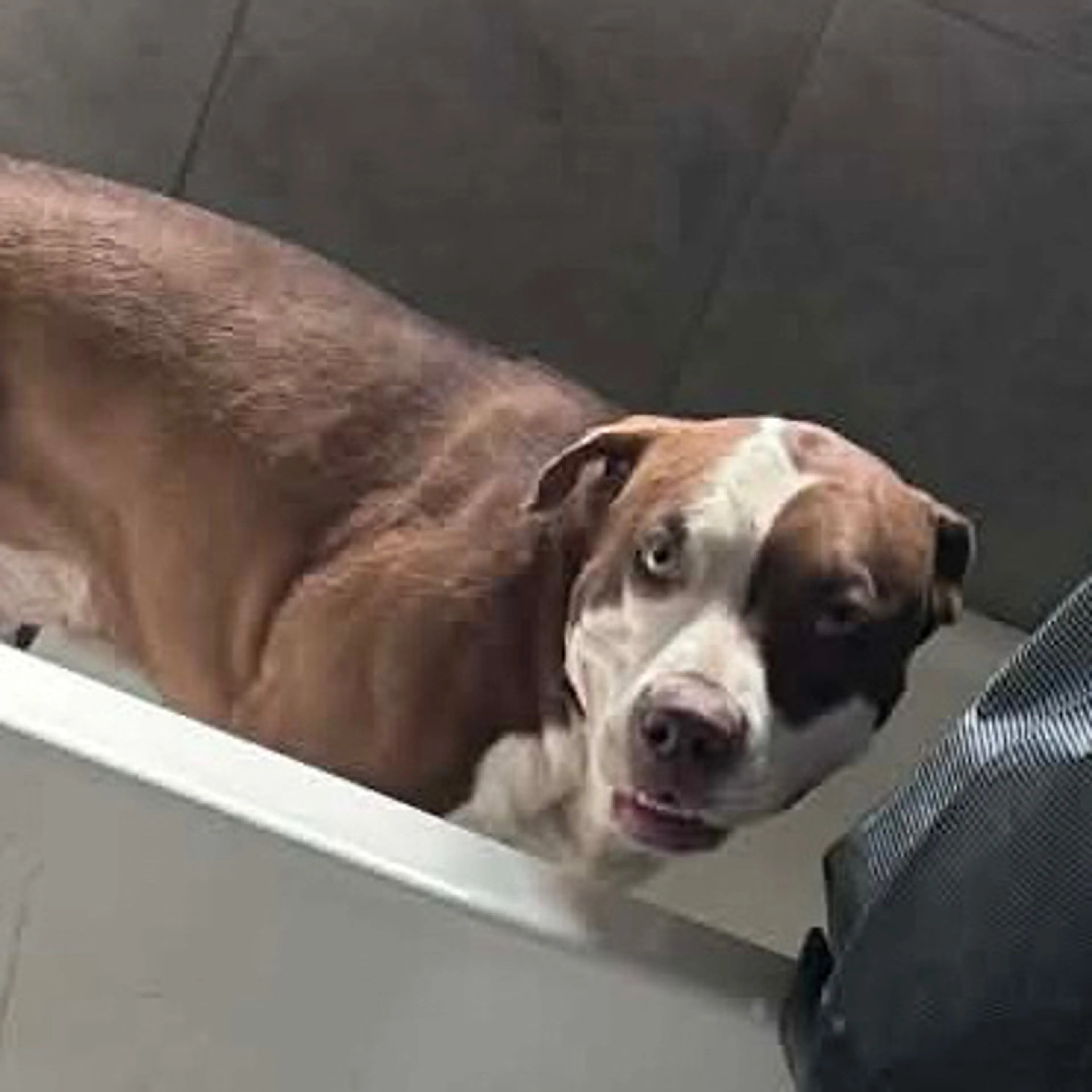 Lost pet-2