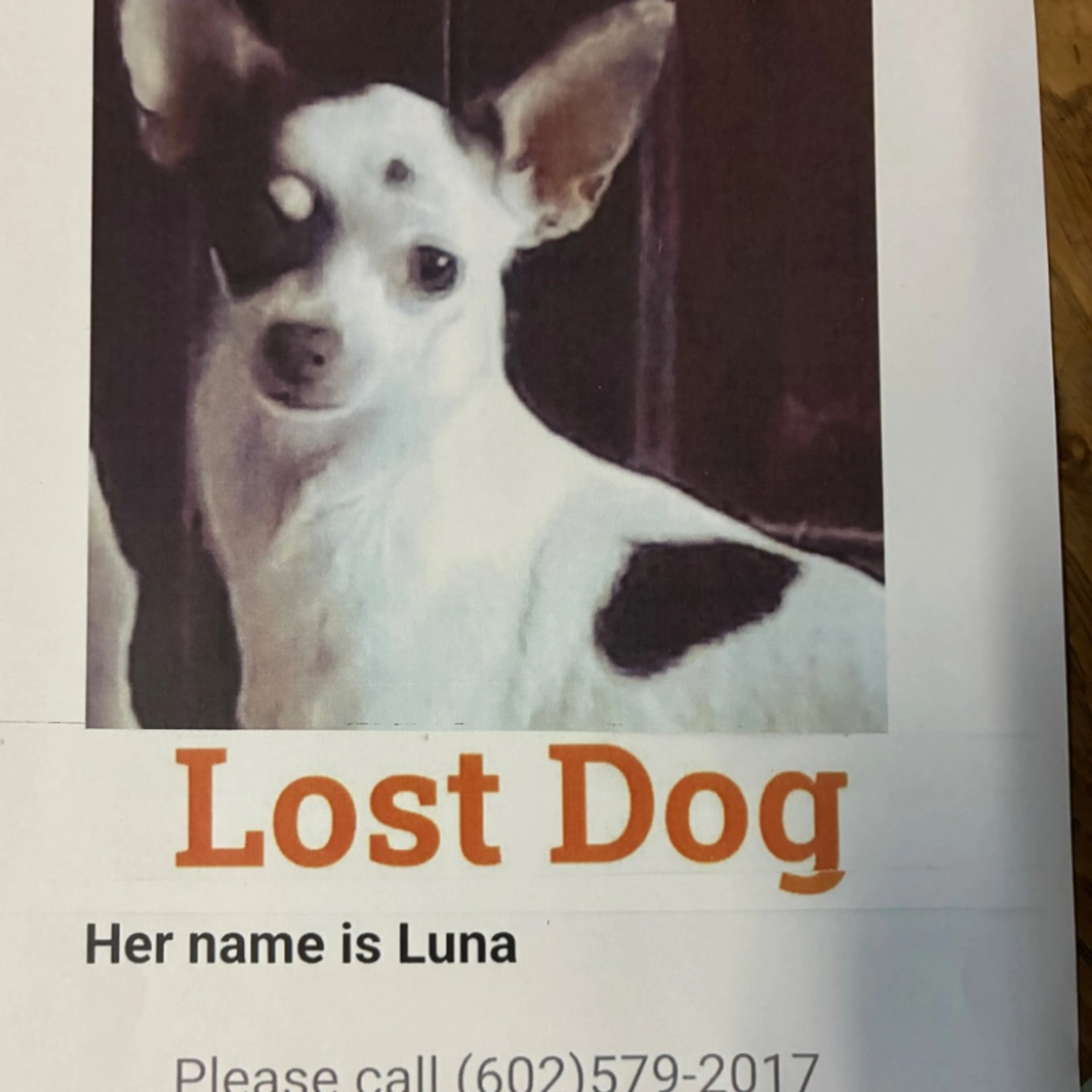 Lost pet-0