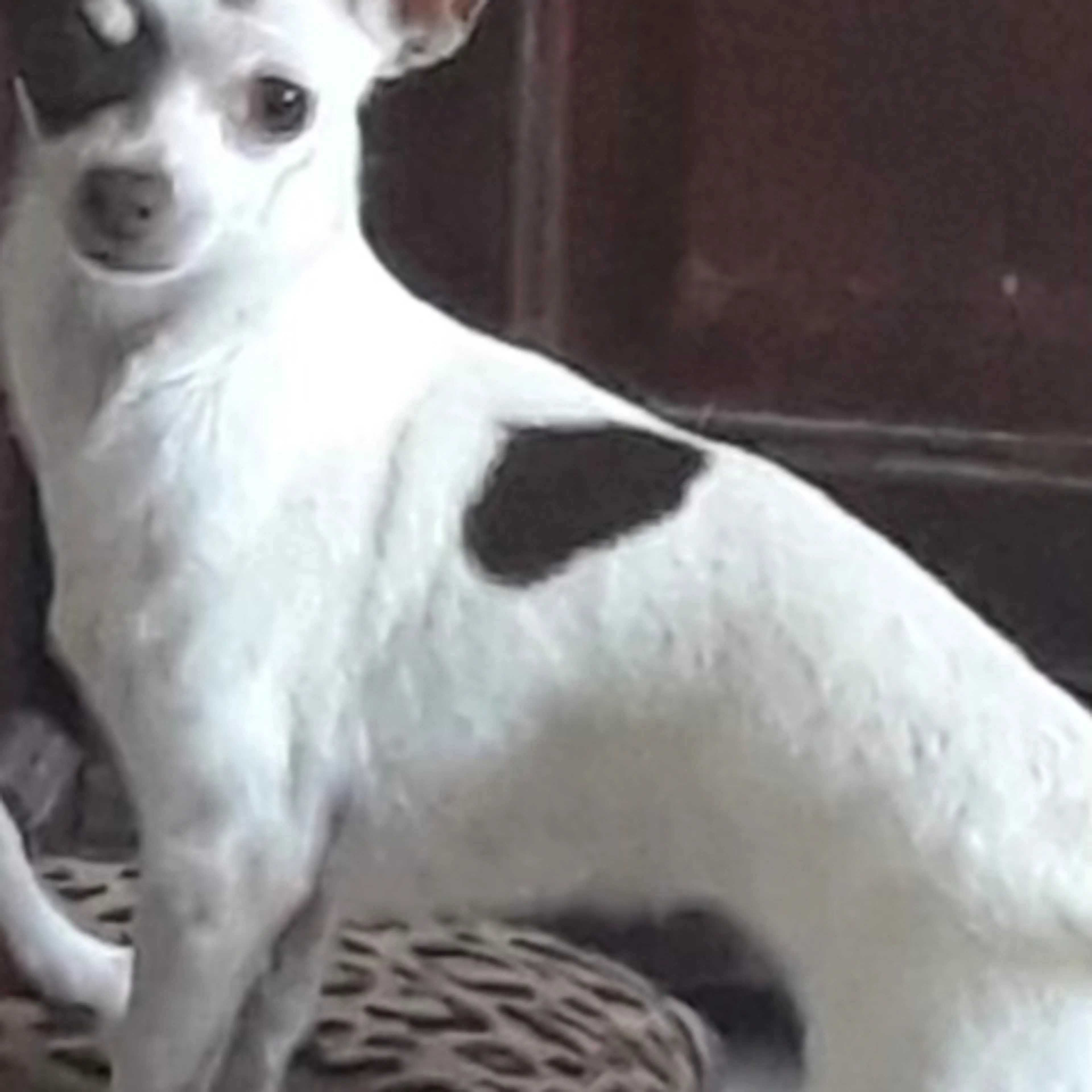 Lost pet-1