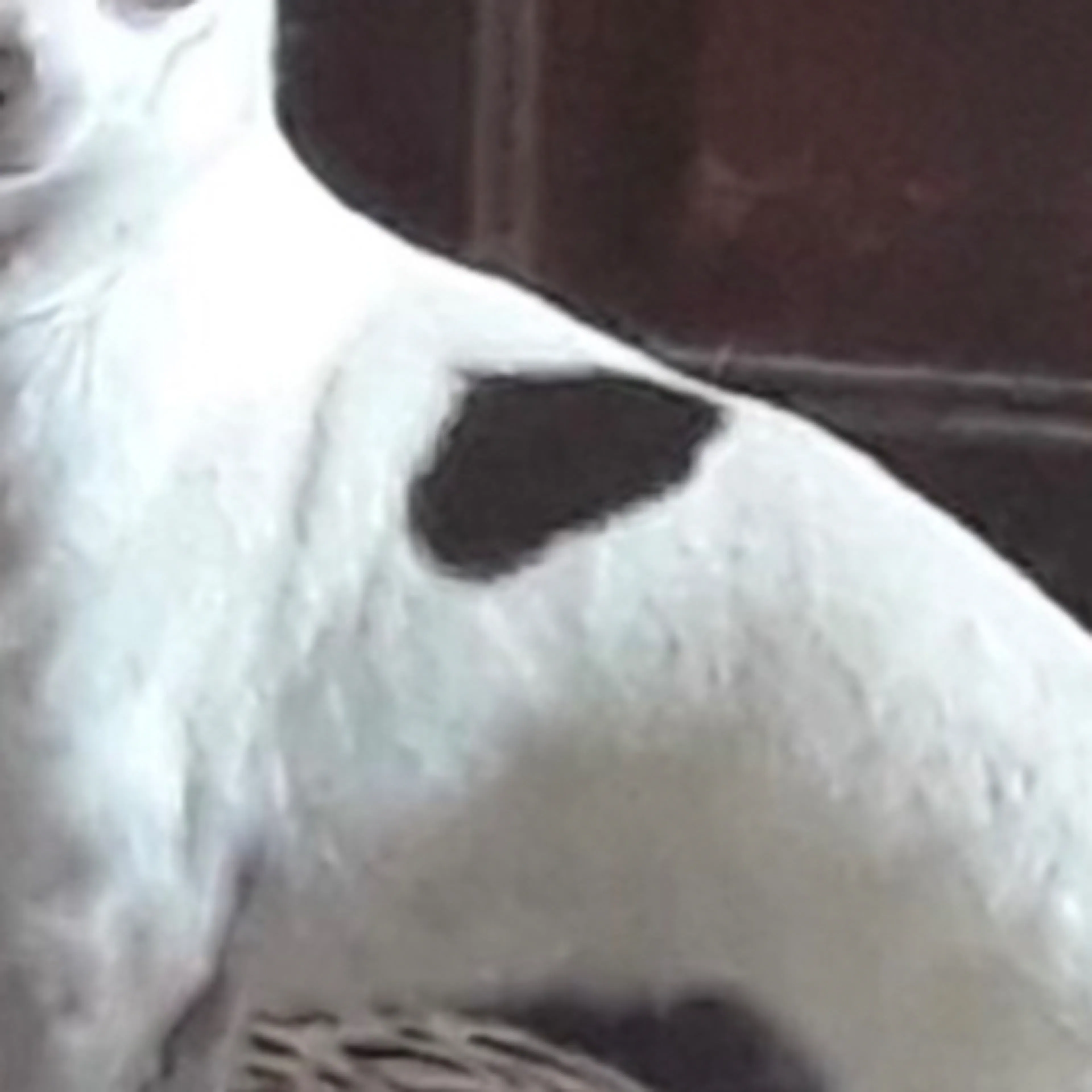 Lost pet-3