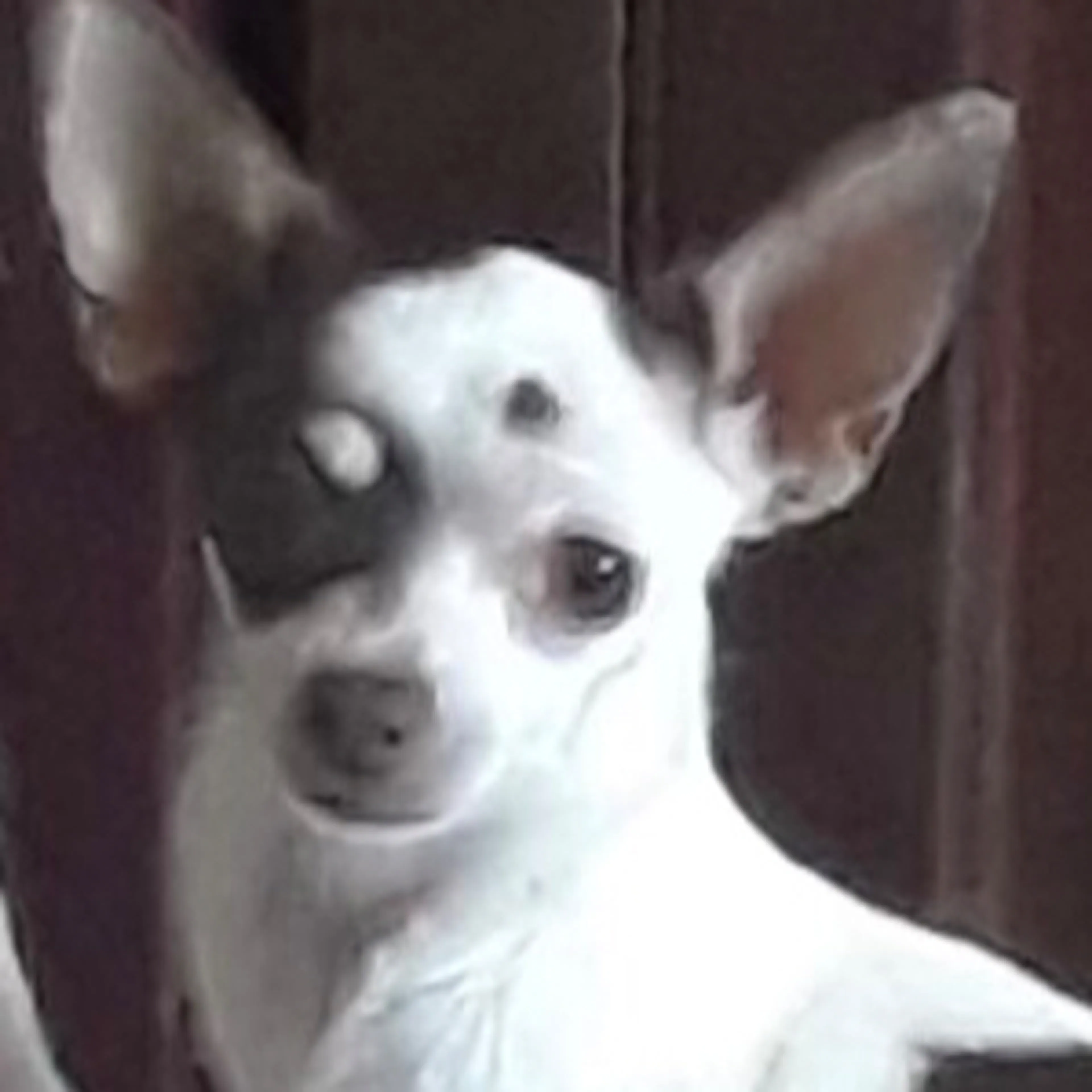 Lost pet-2
