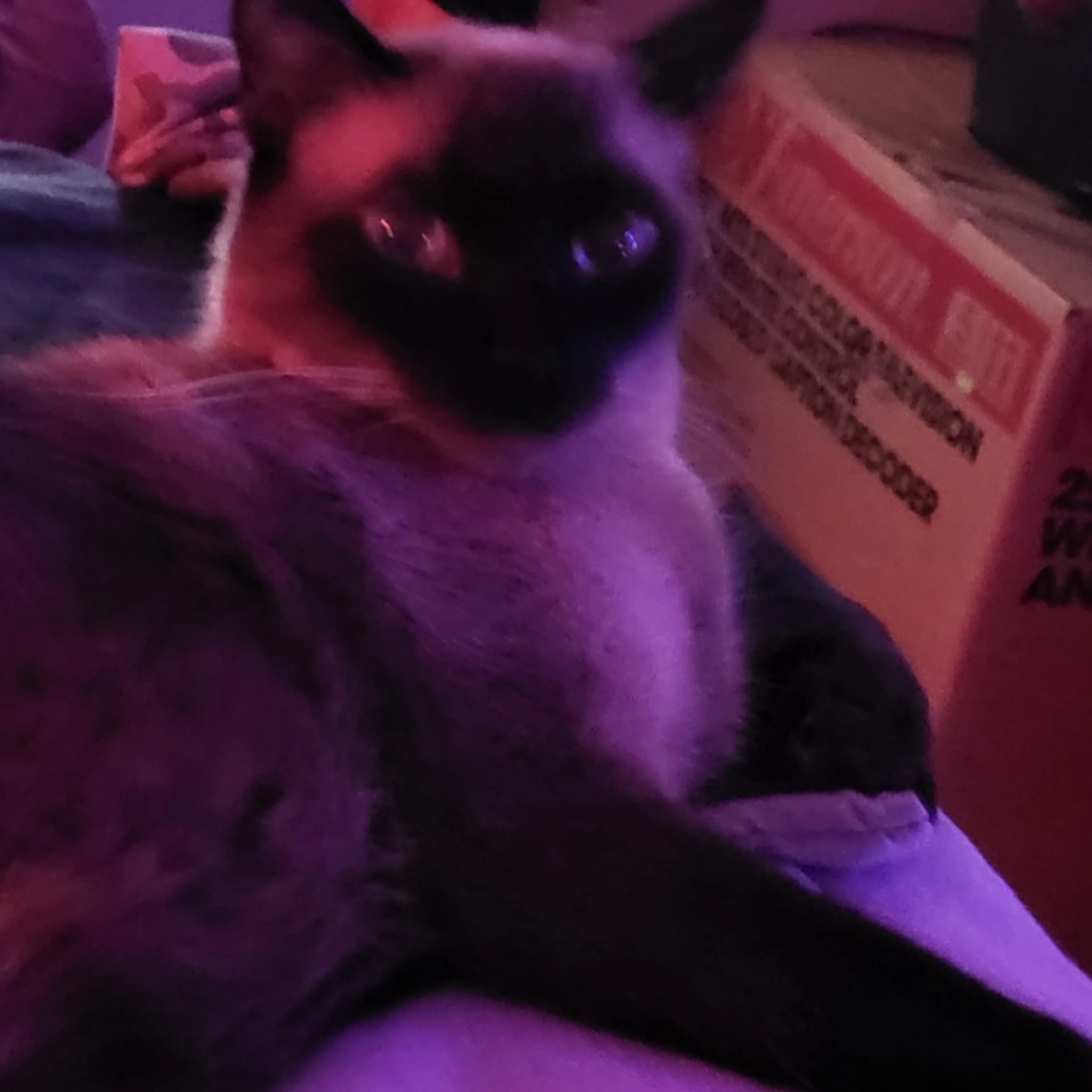Lost pet-1