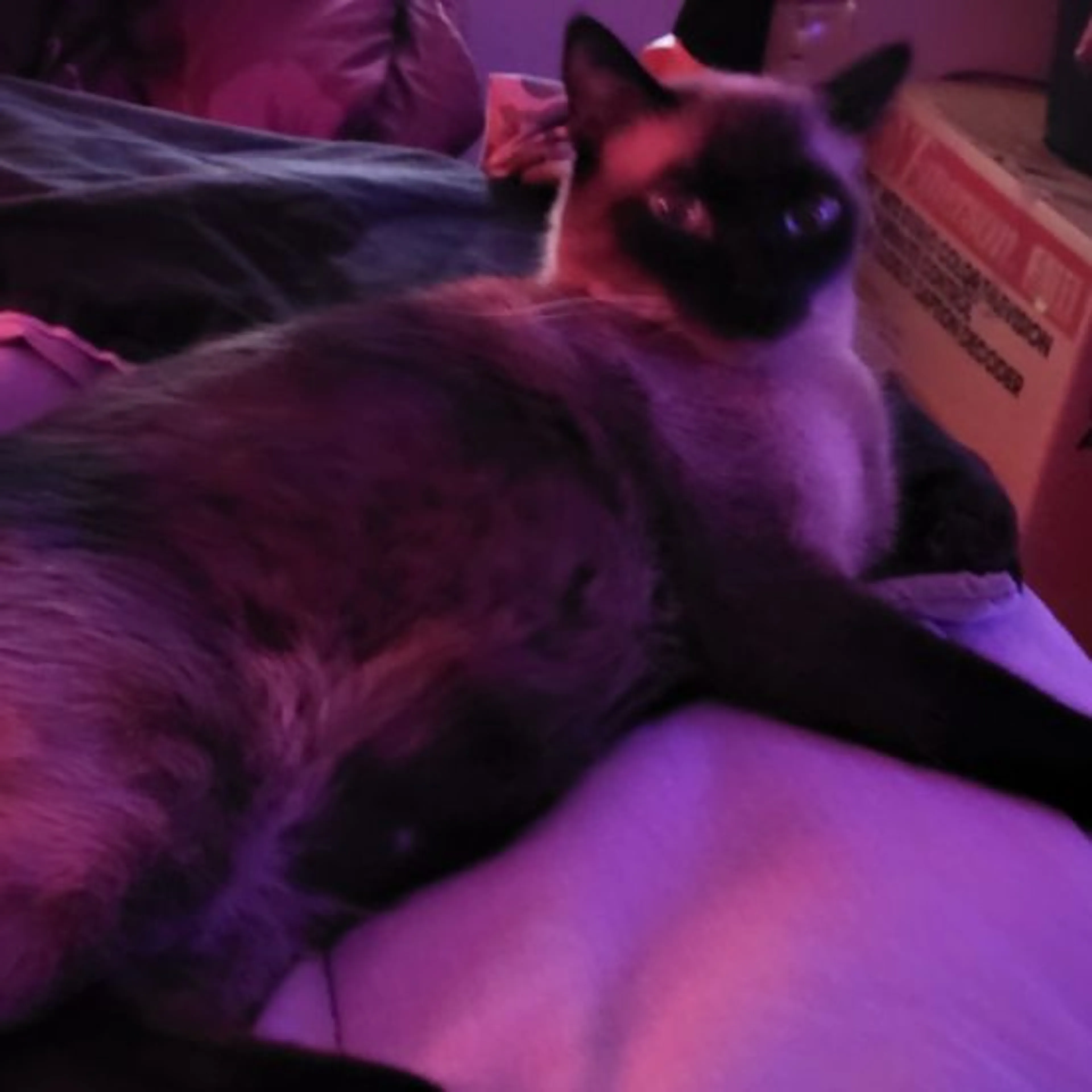 Lost pet-0