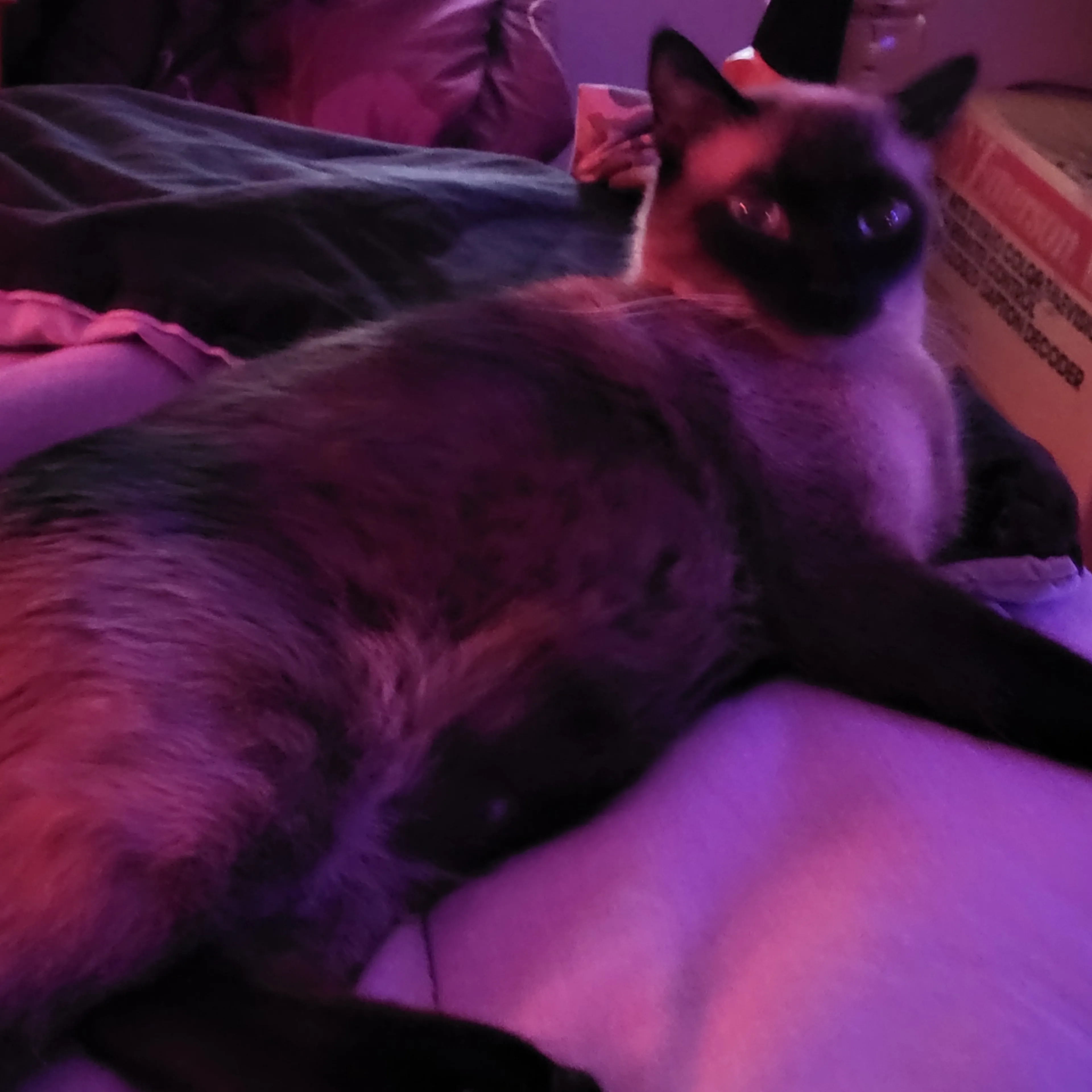 Lost pet-3