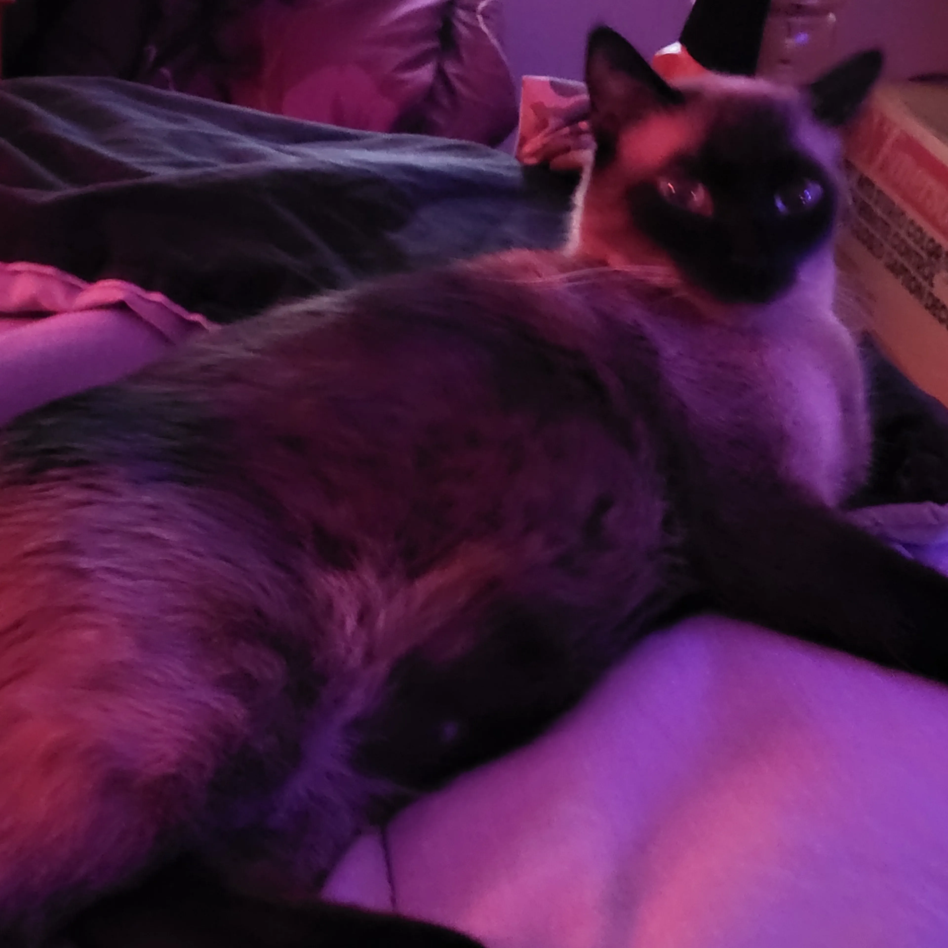 Lost pet-2