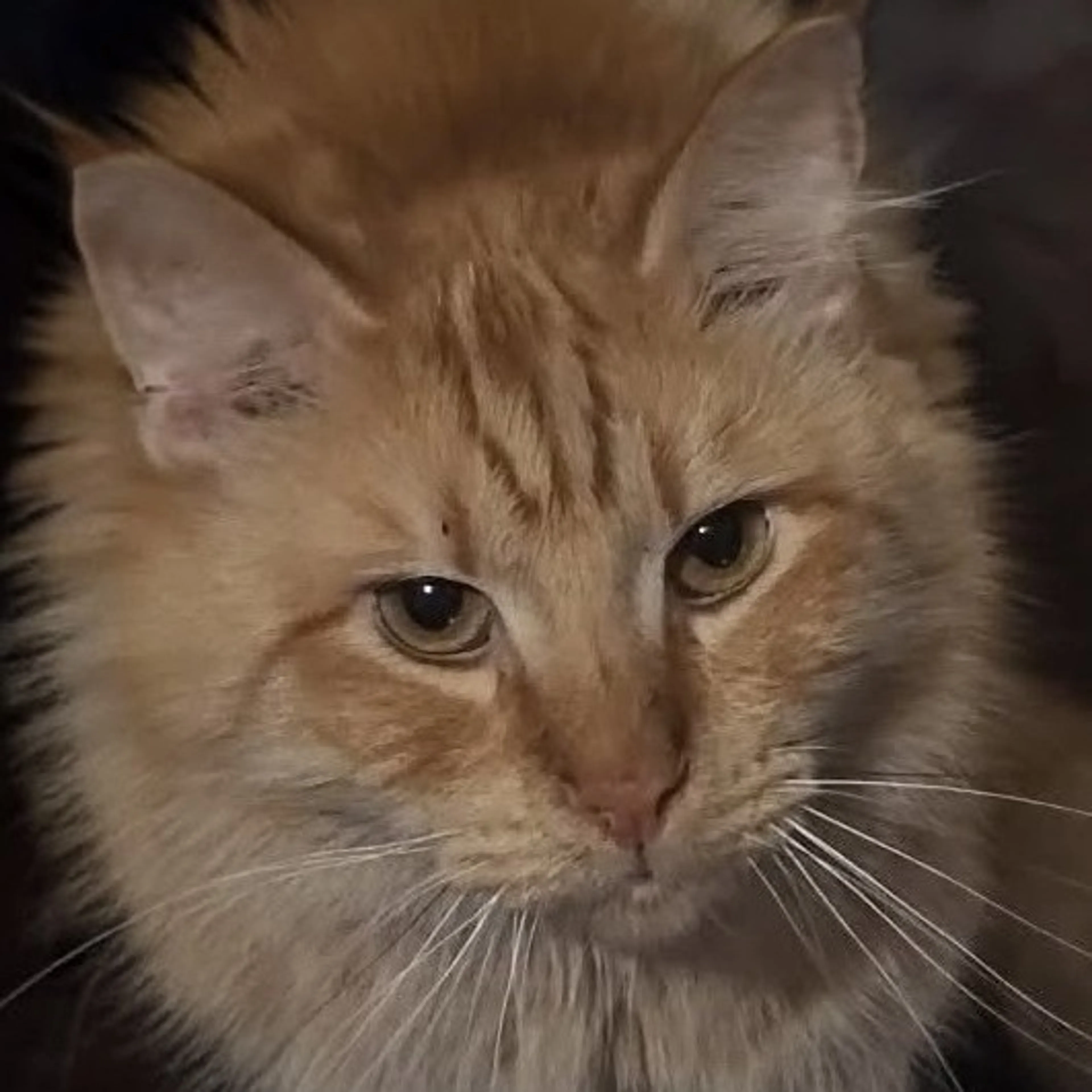 Found pet