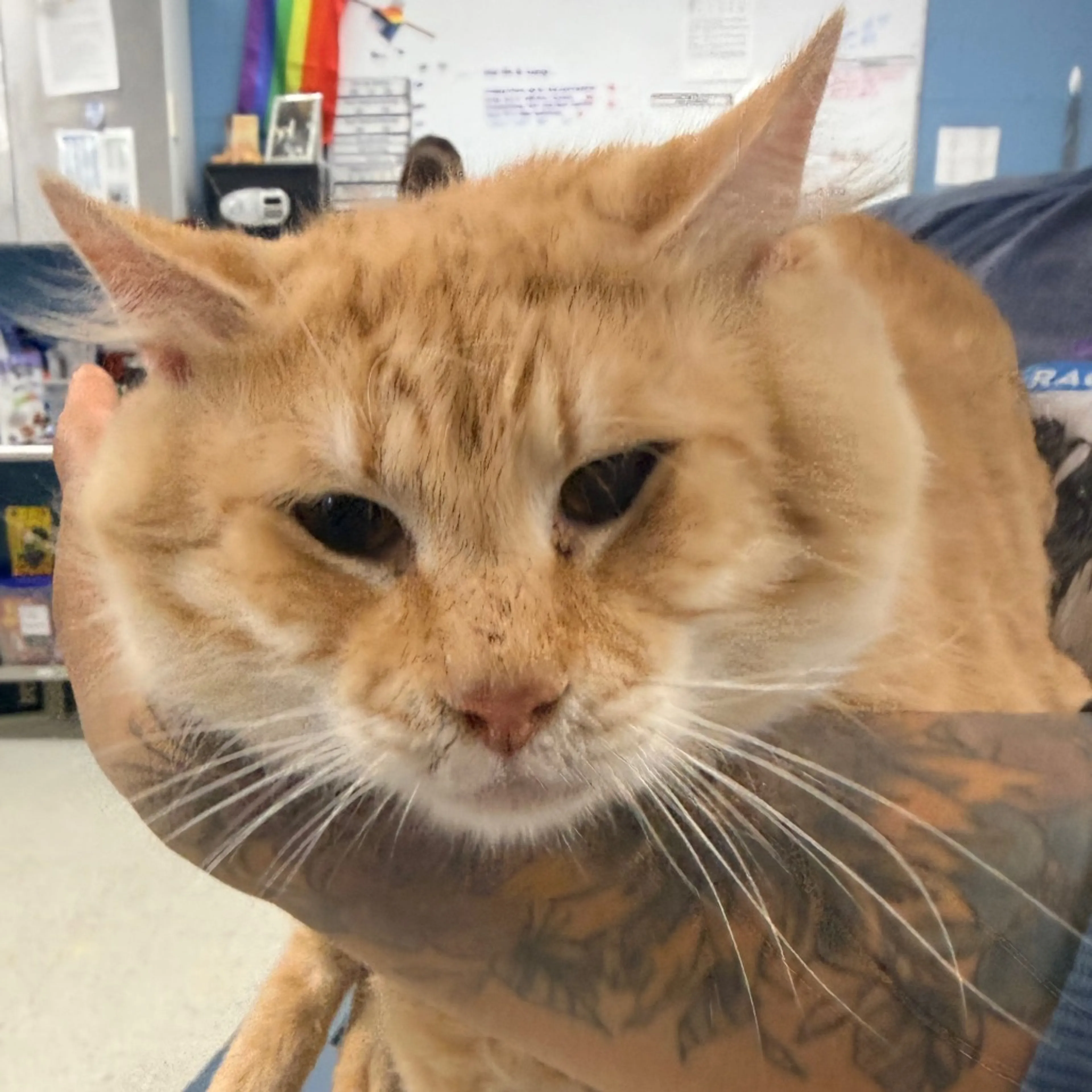 Found pet