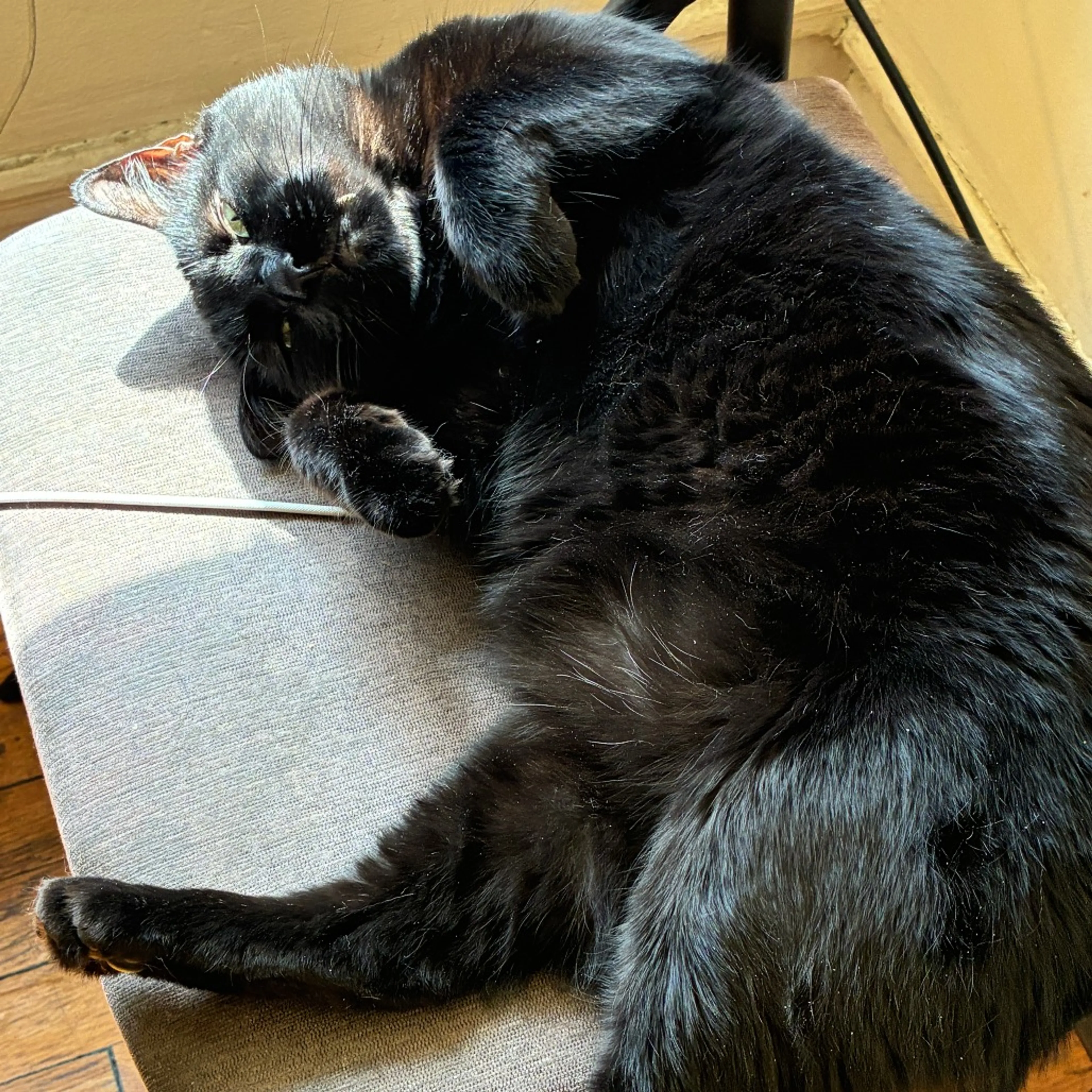 Found pet-0