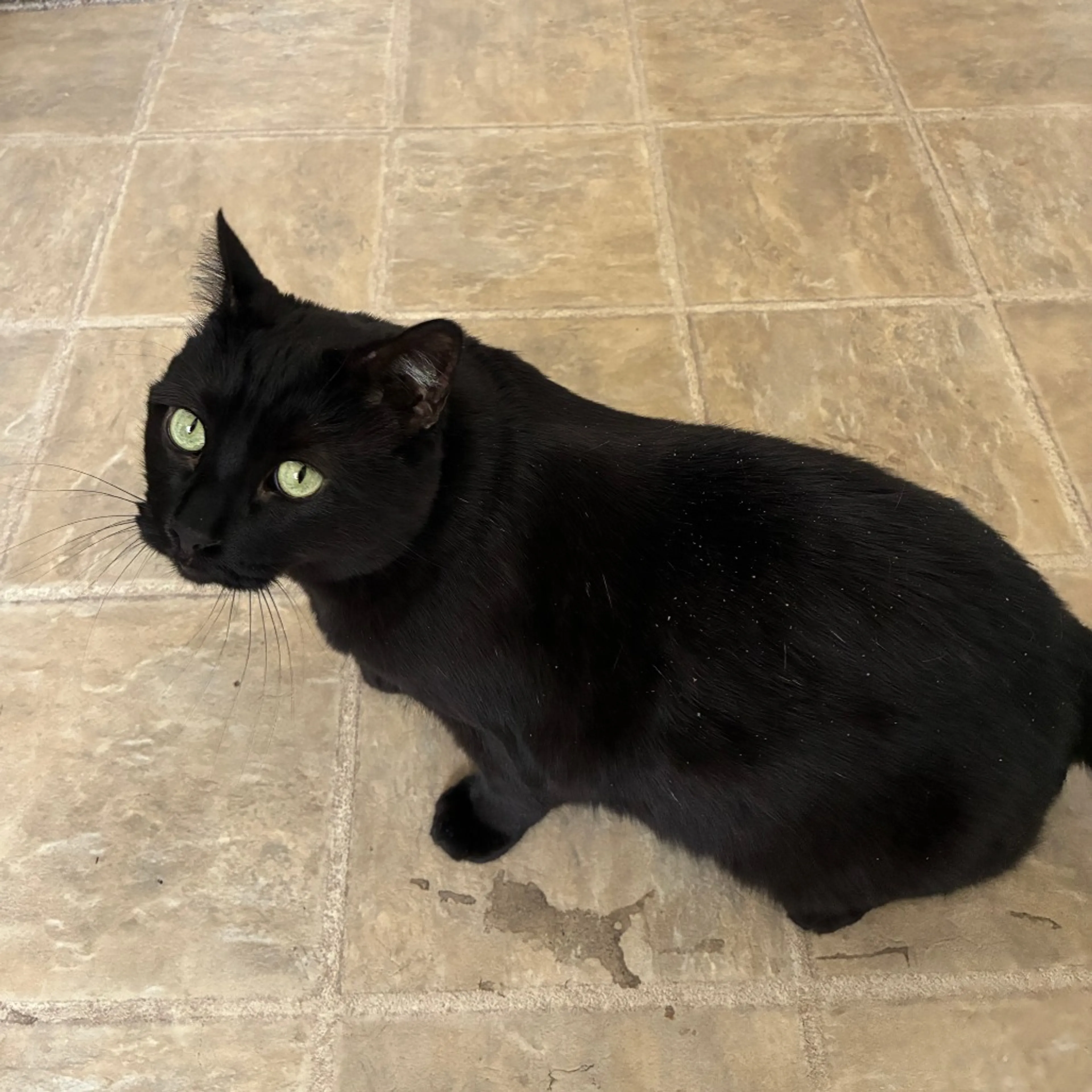 Found pet-2
