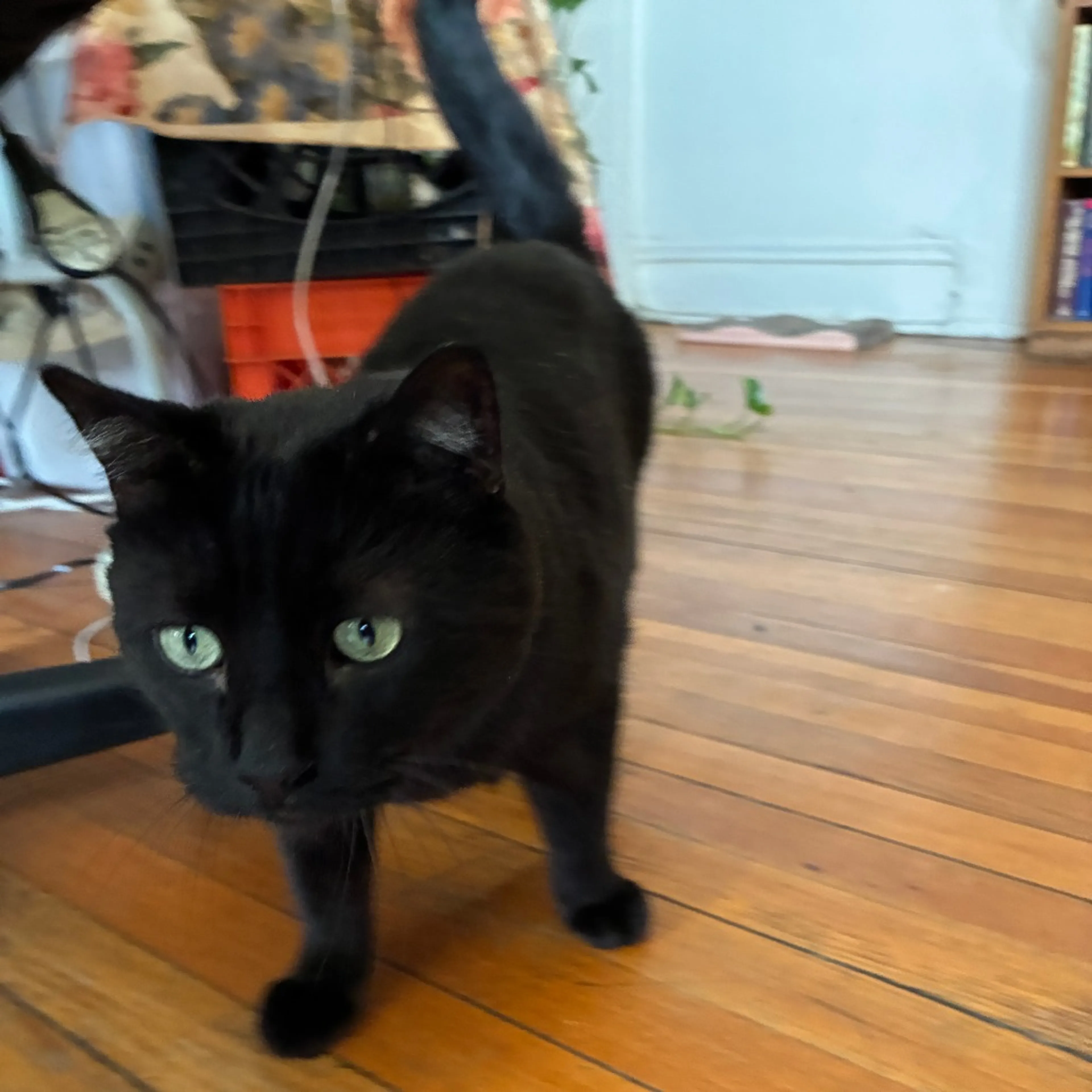 Found pet-3