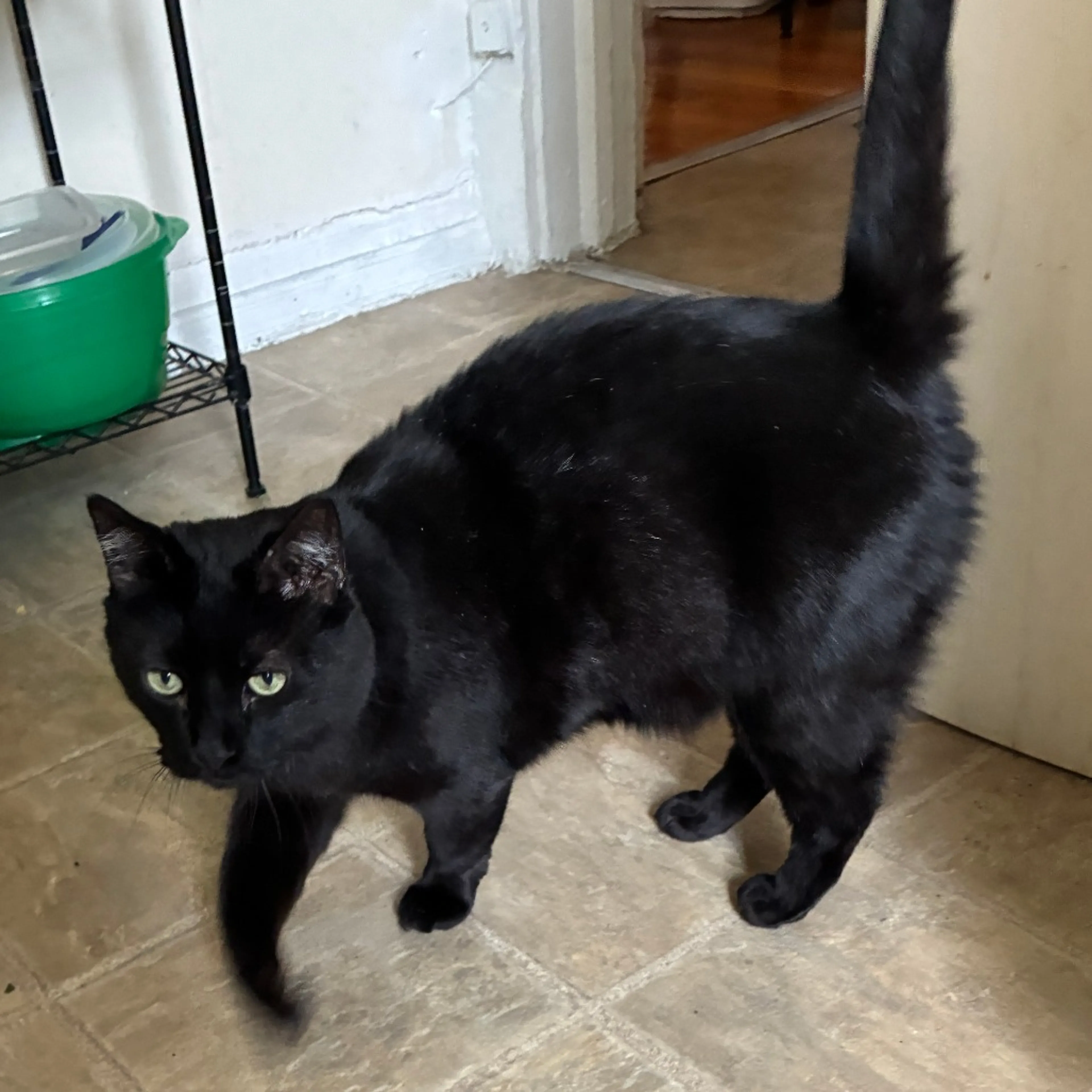 Found pet-4