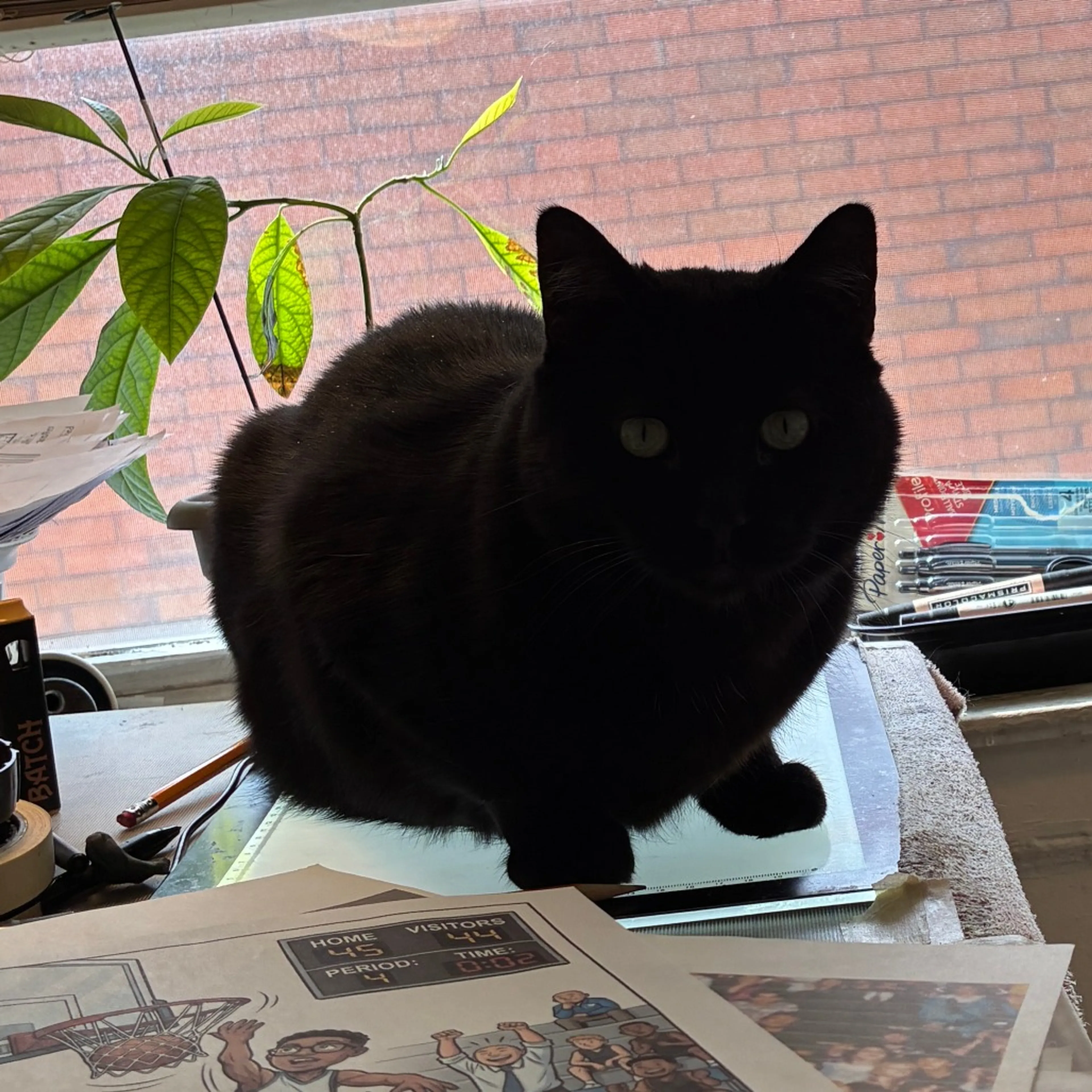 Found pet-1