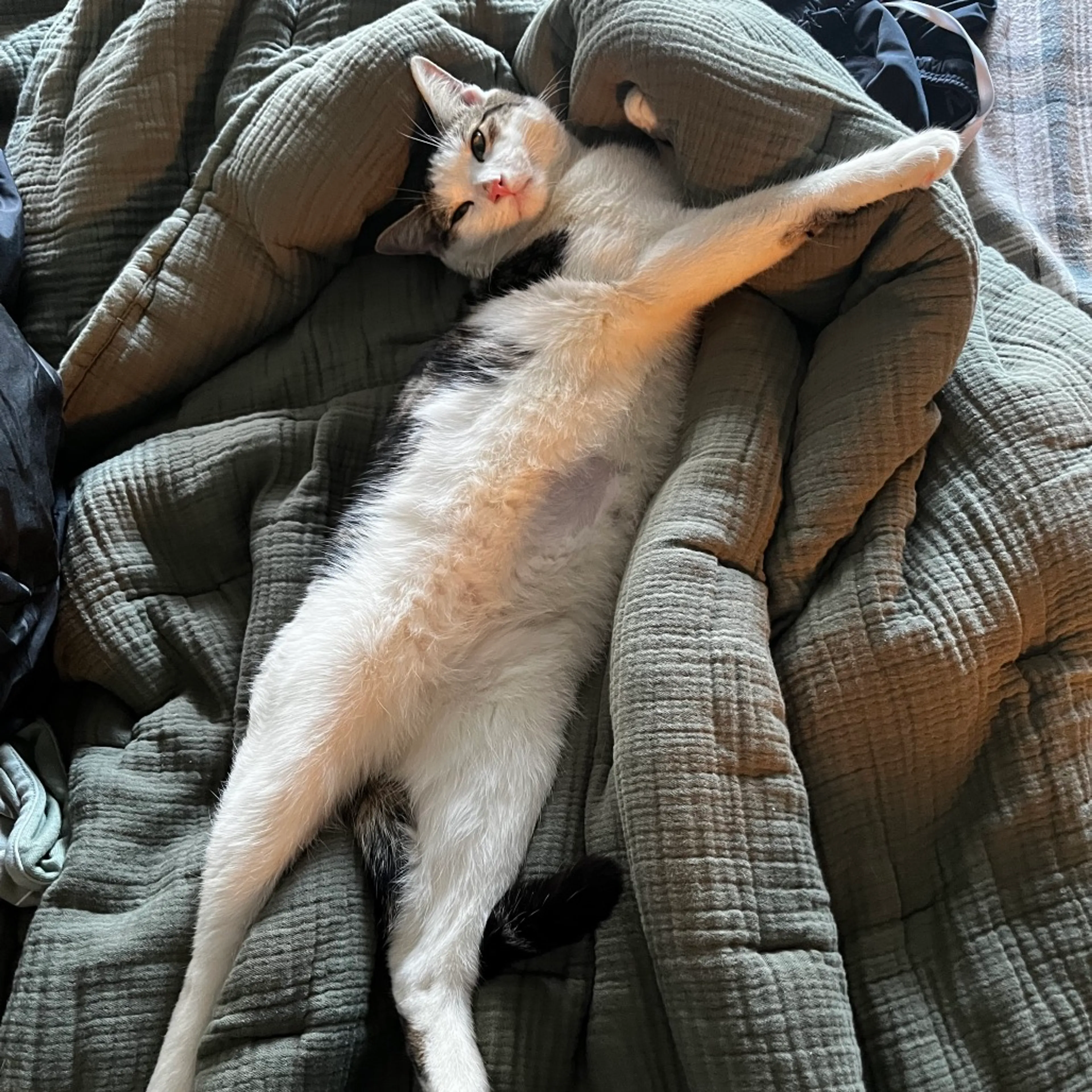 Found pet-4