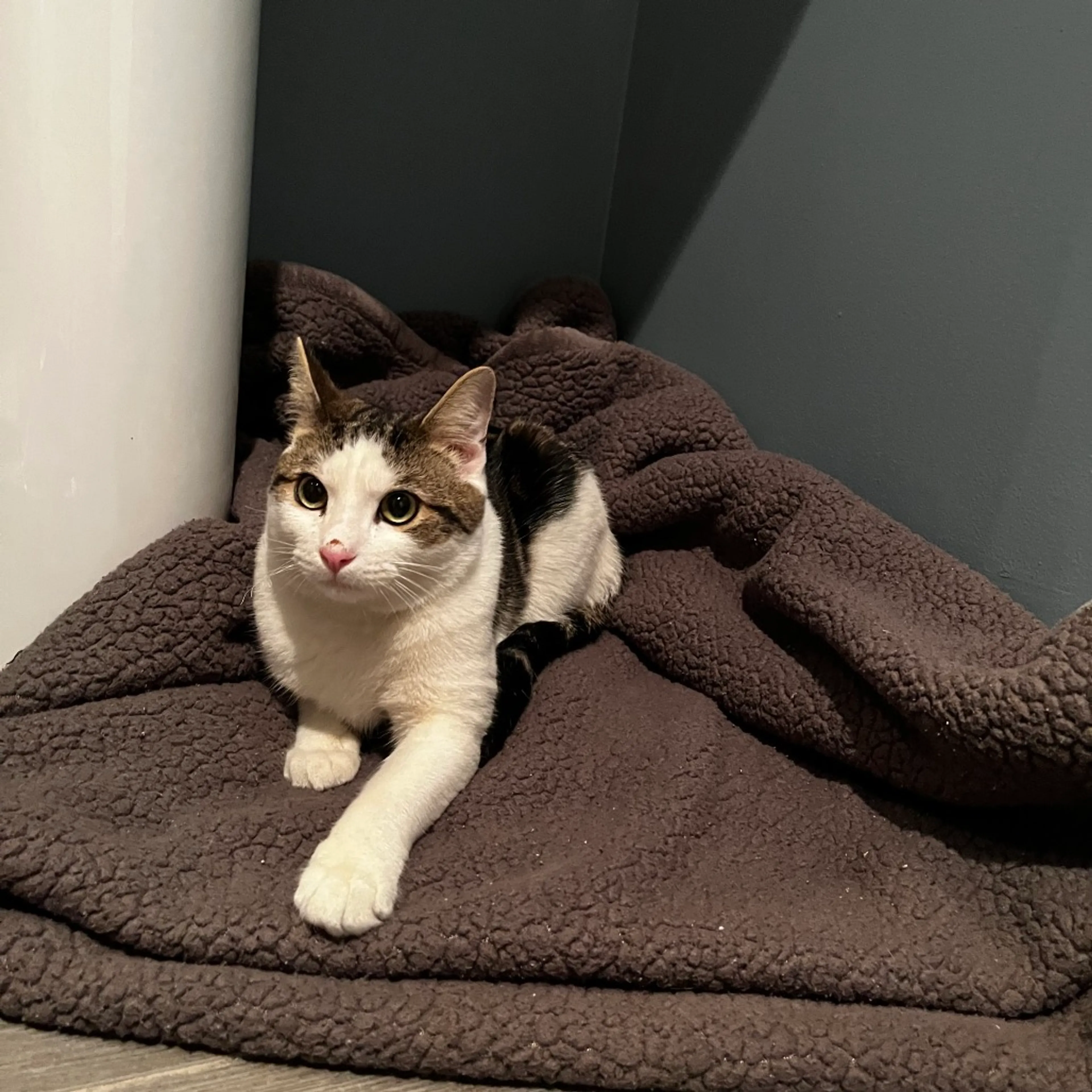 Found pet-1