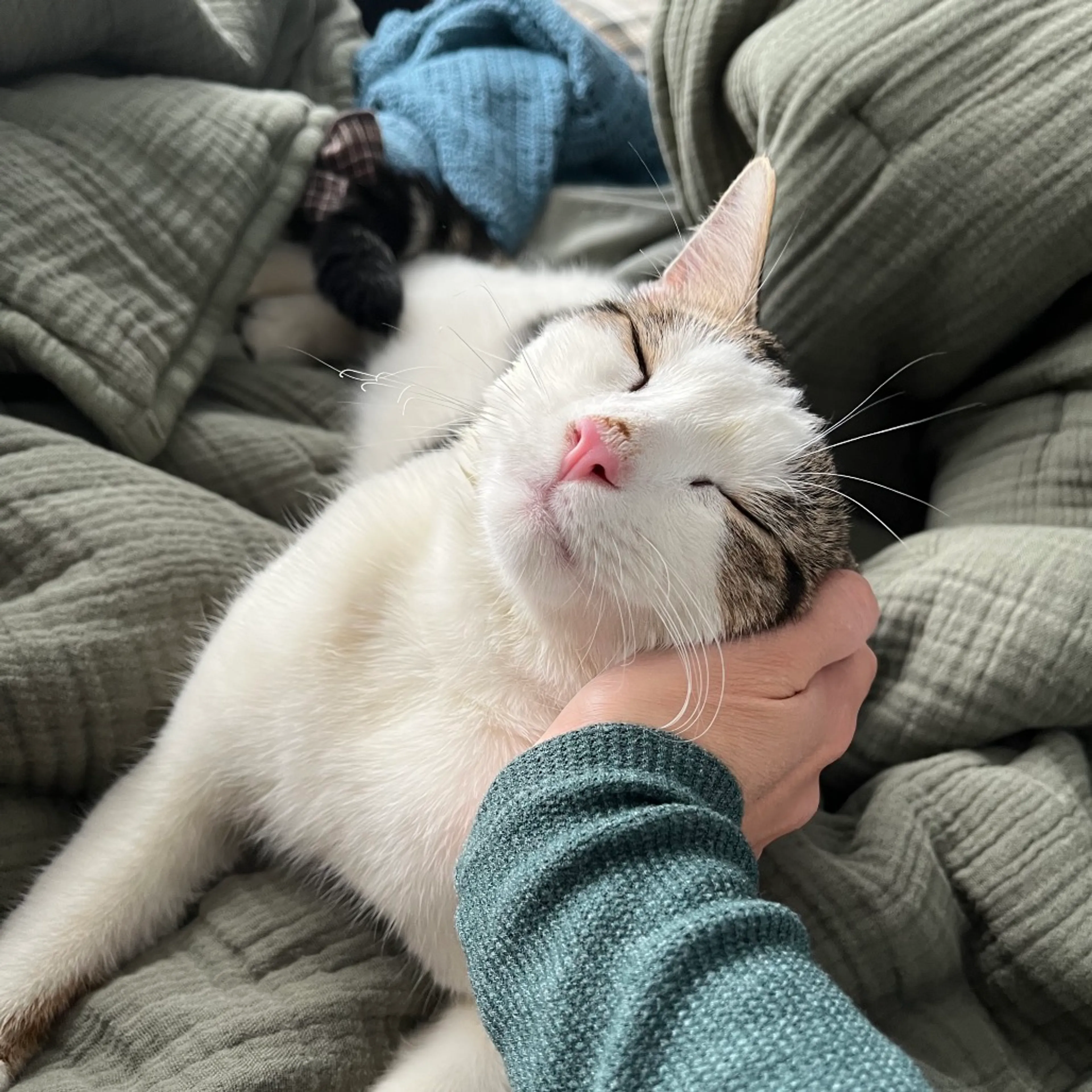 Found pet-2