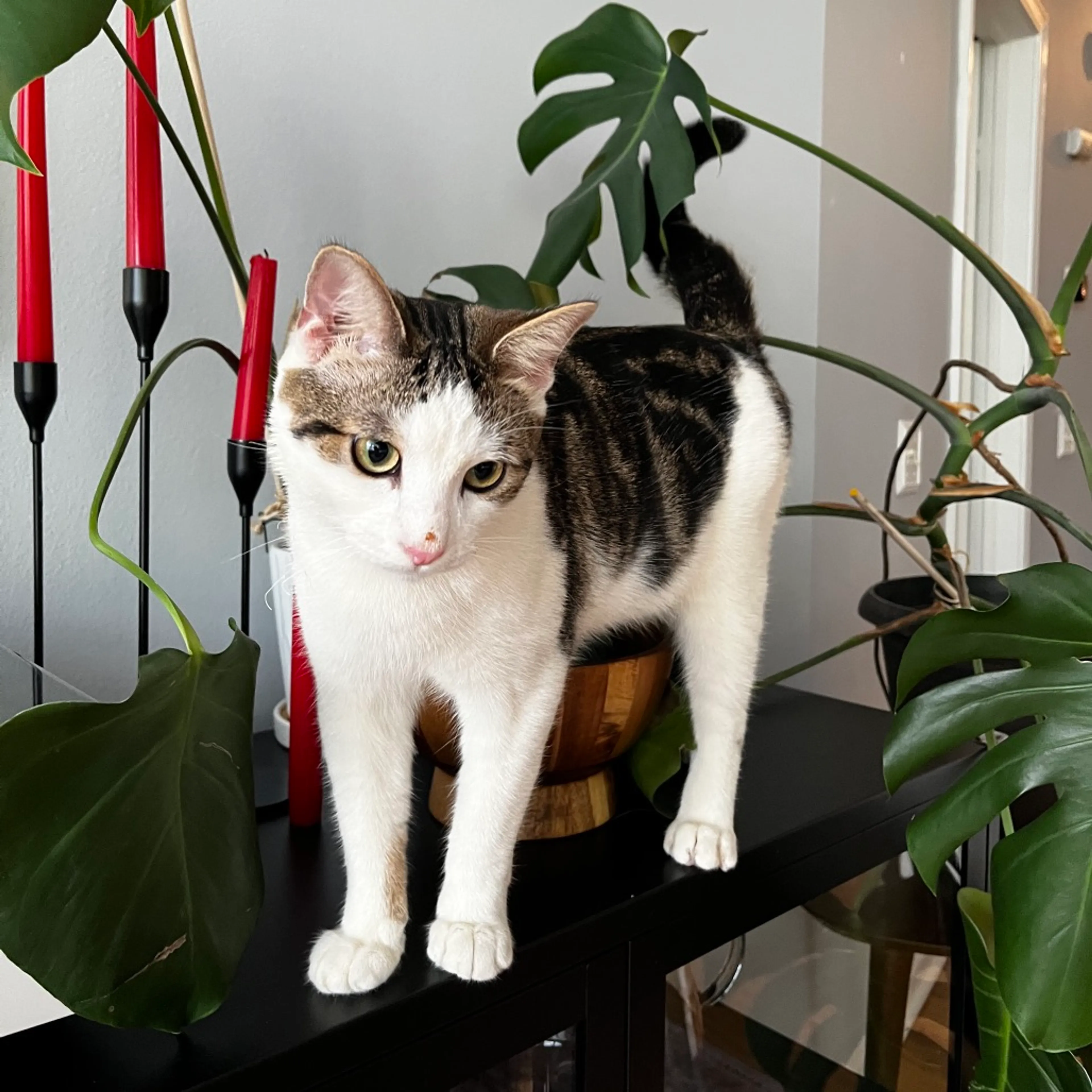 Found pet-0