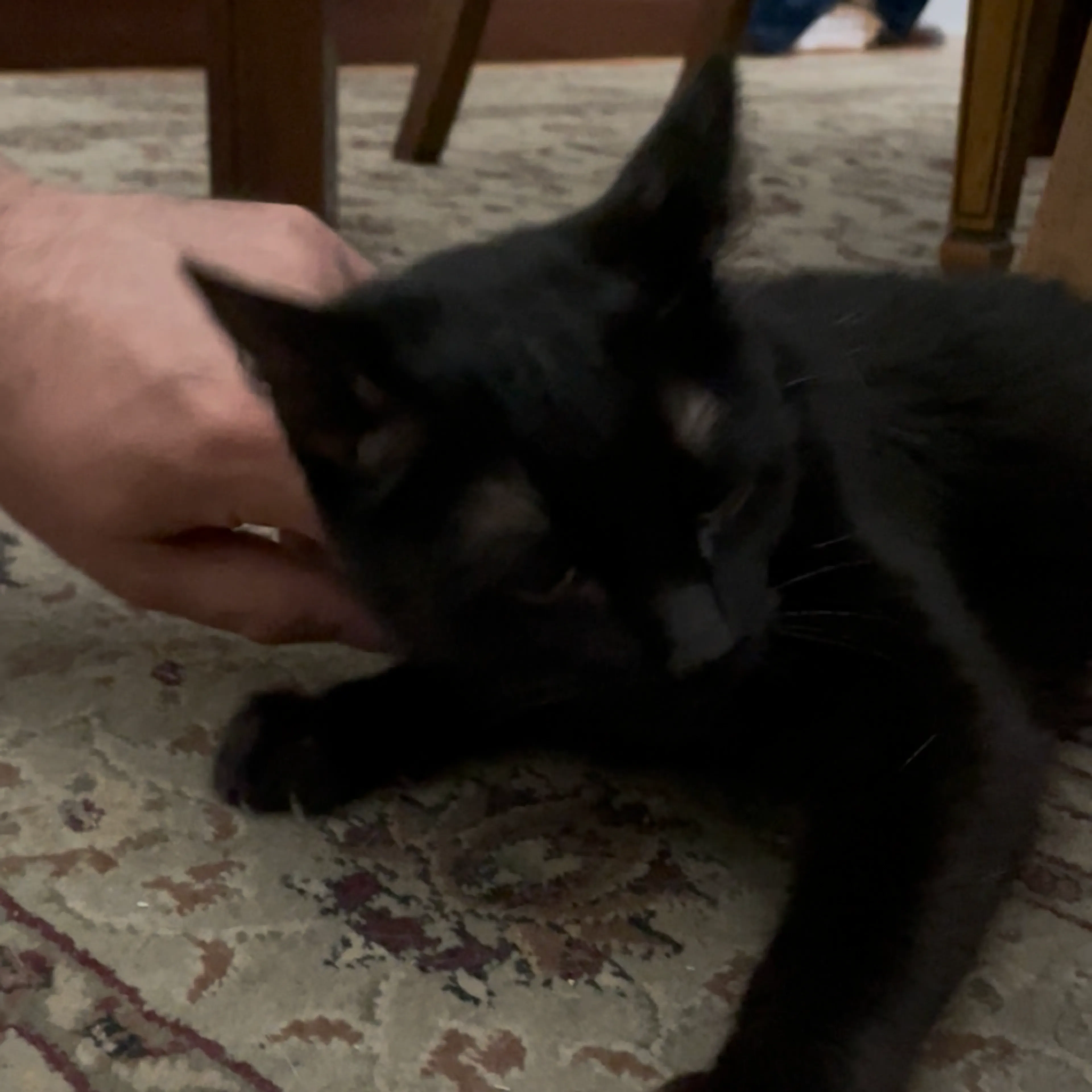 Found pet-5