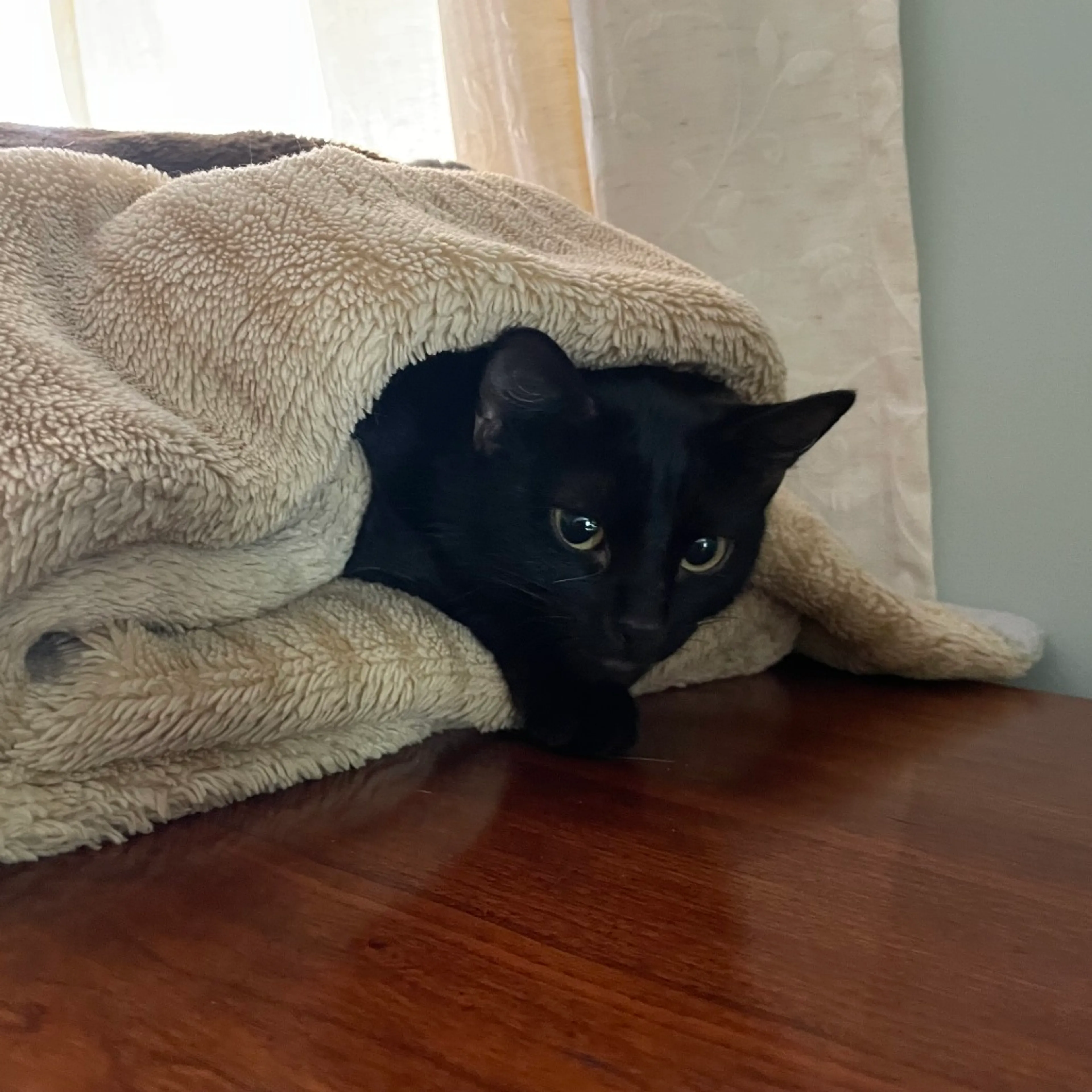Found pet-8