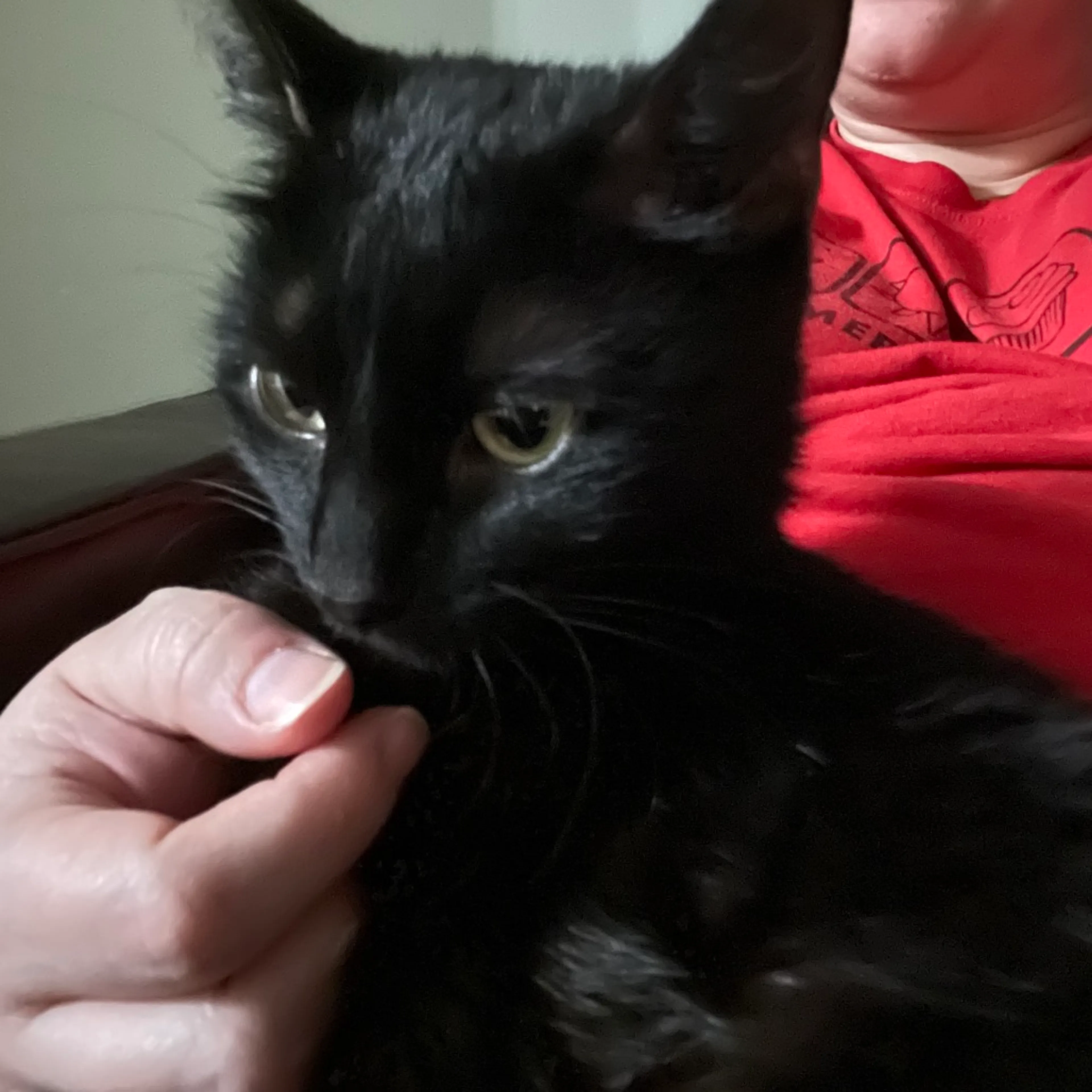 Found pet-3