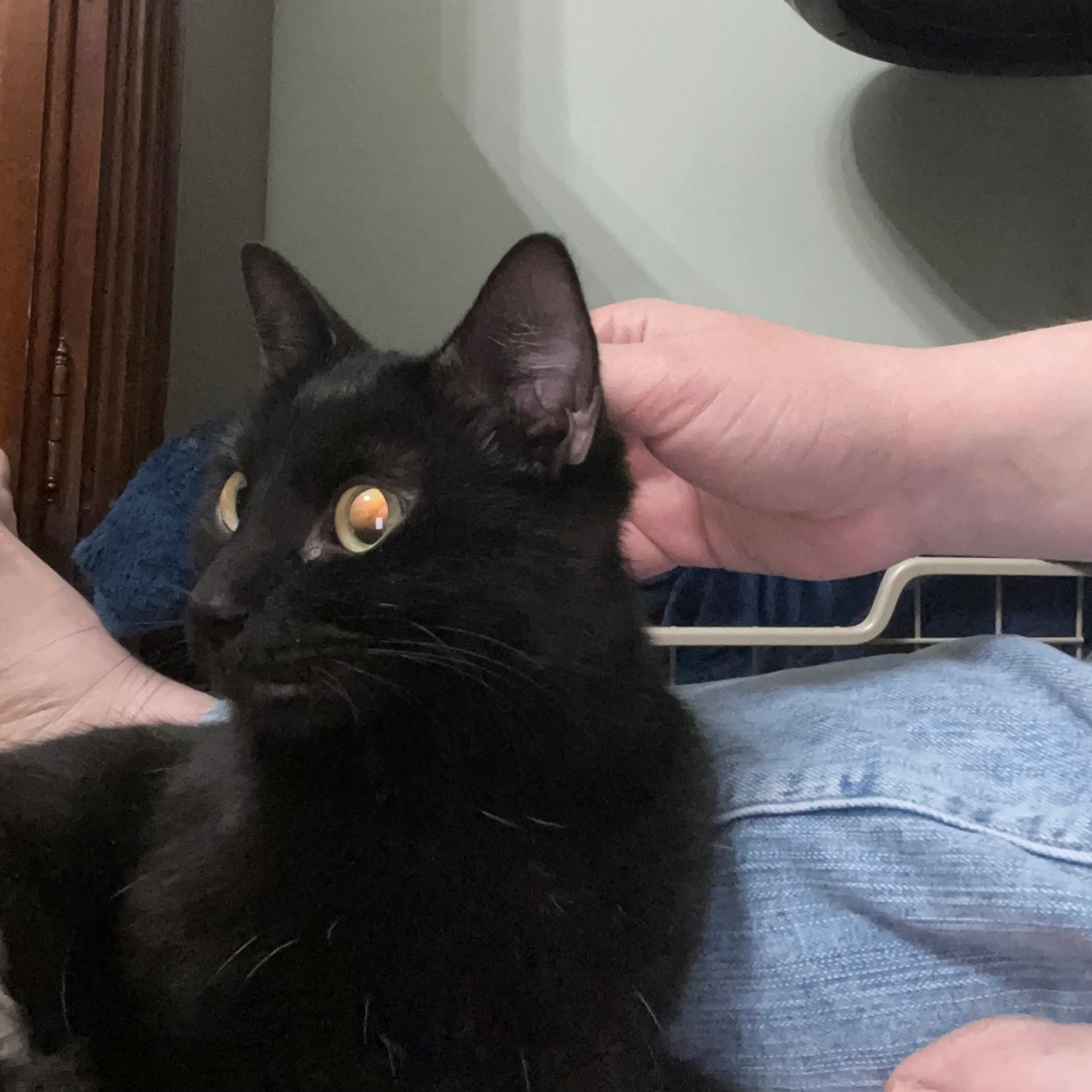 Found pet-4