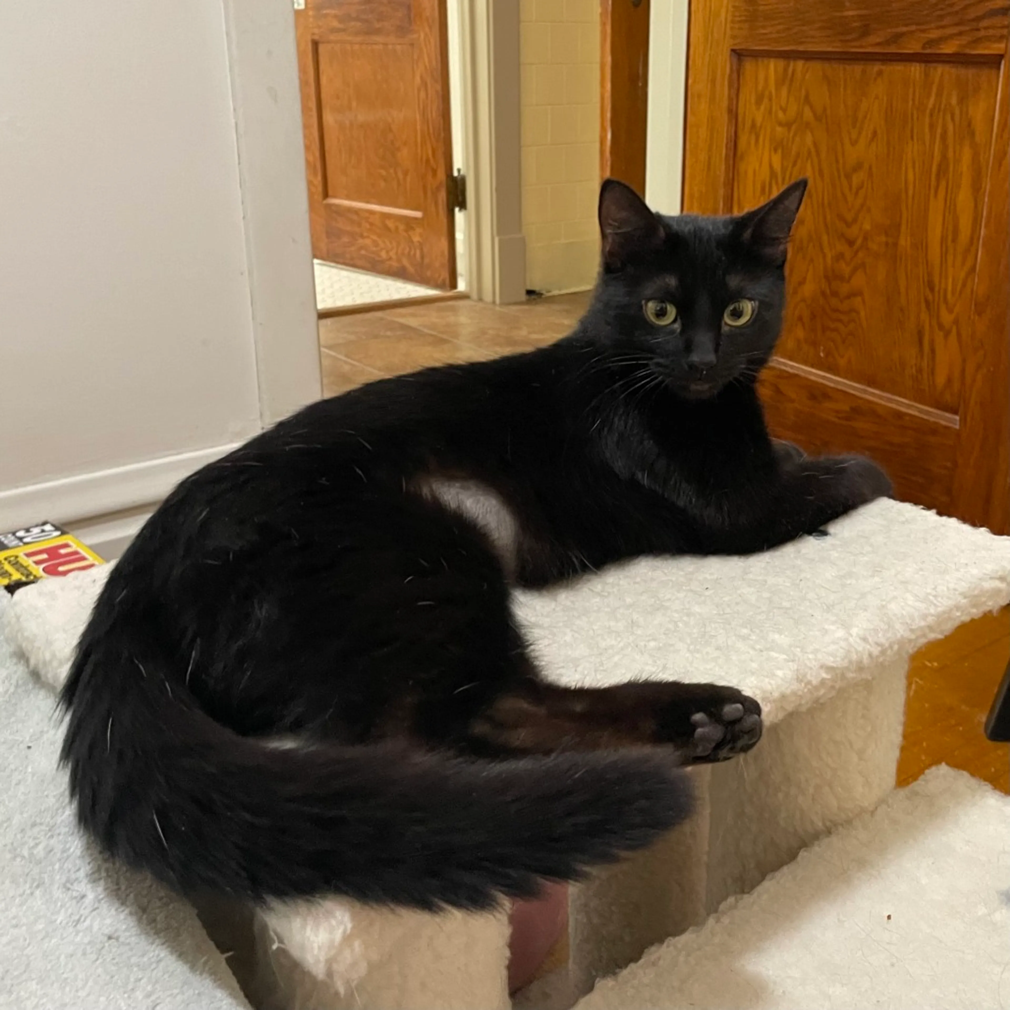 Found pet-7