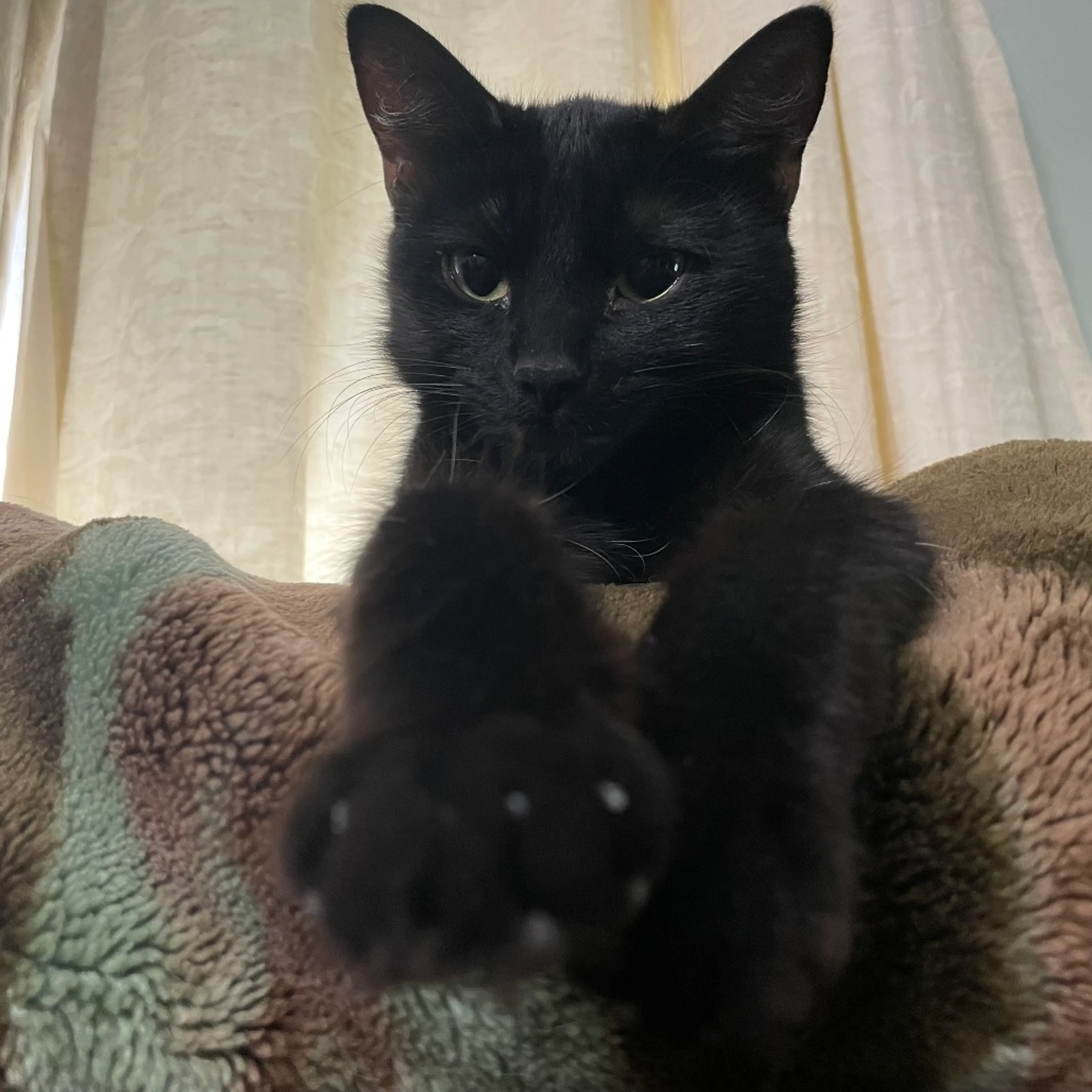 Found pet-10