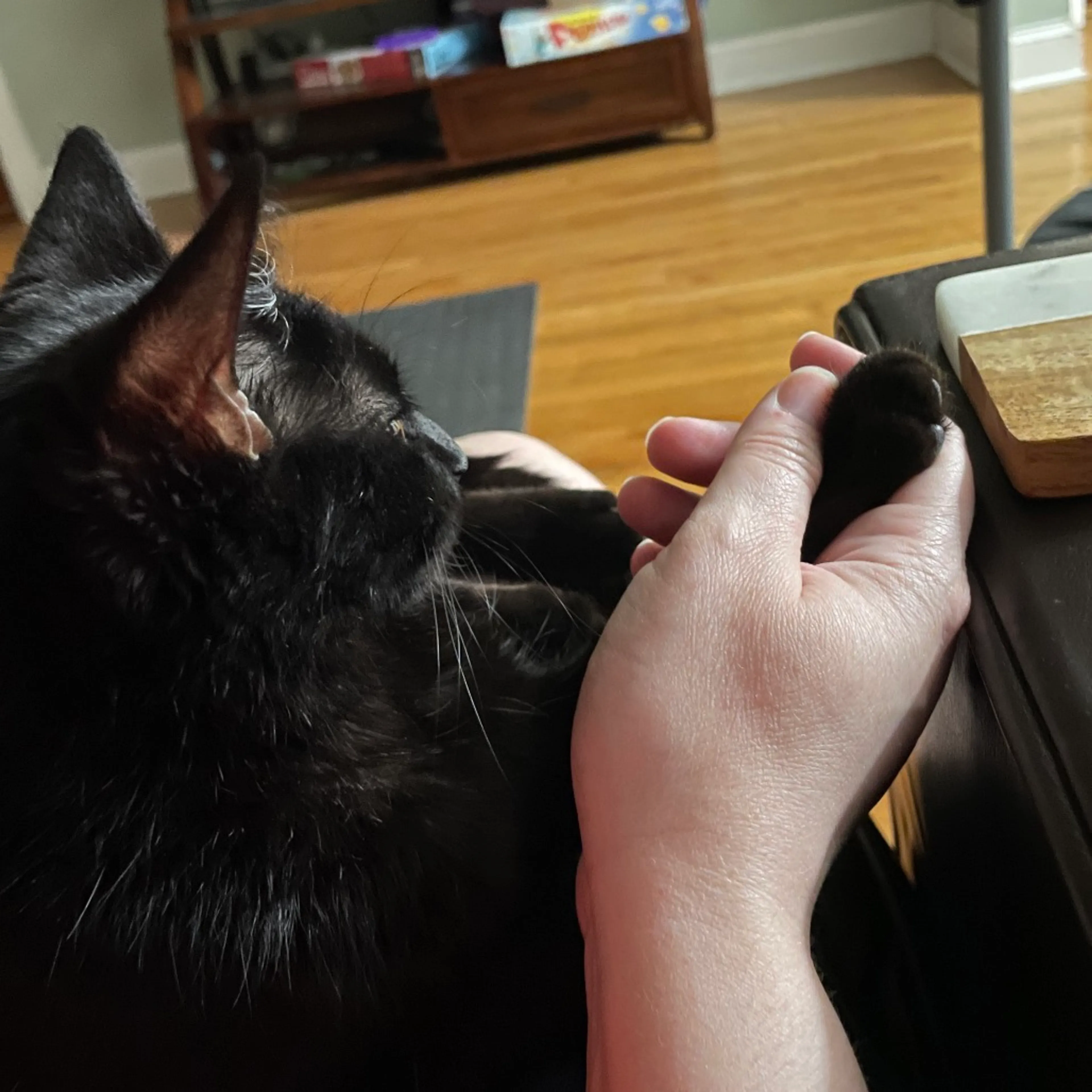 Found pet-2