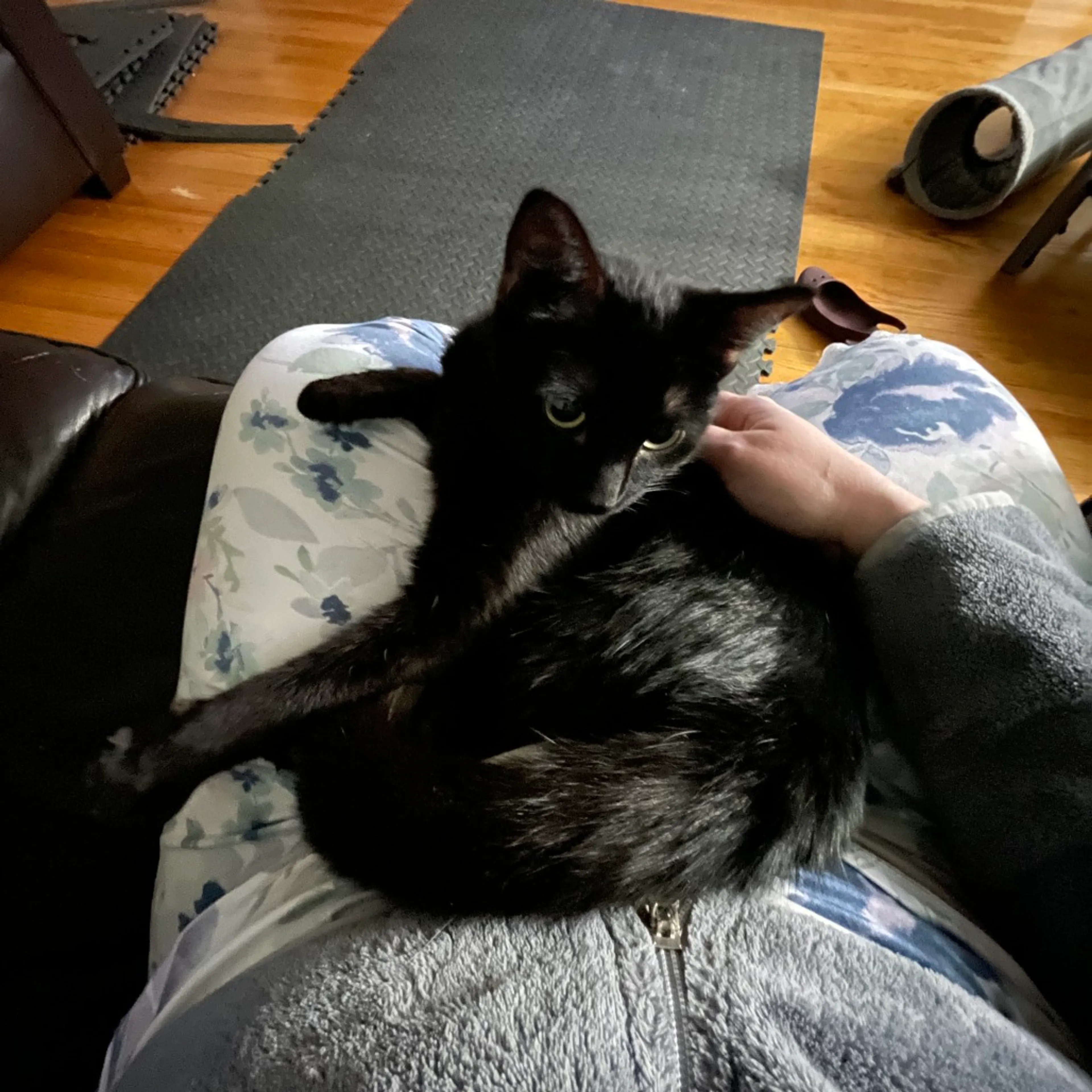 Found pet-6