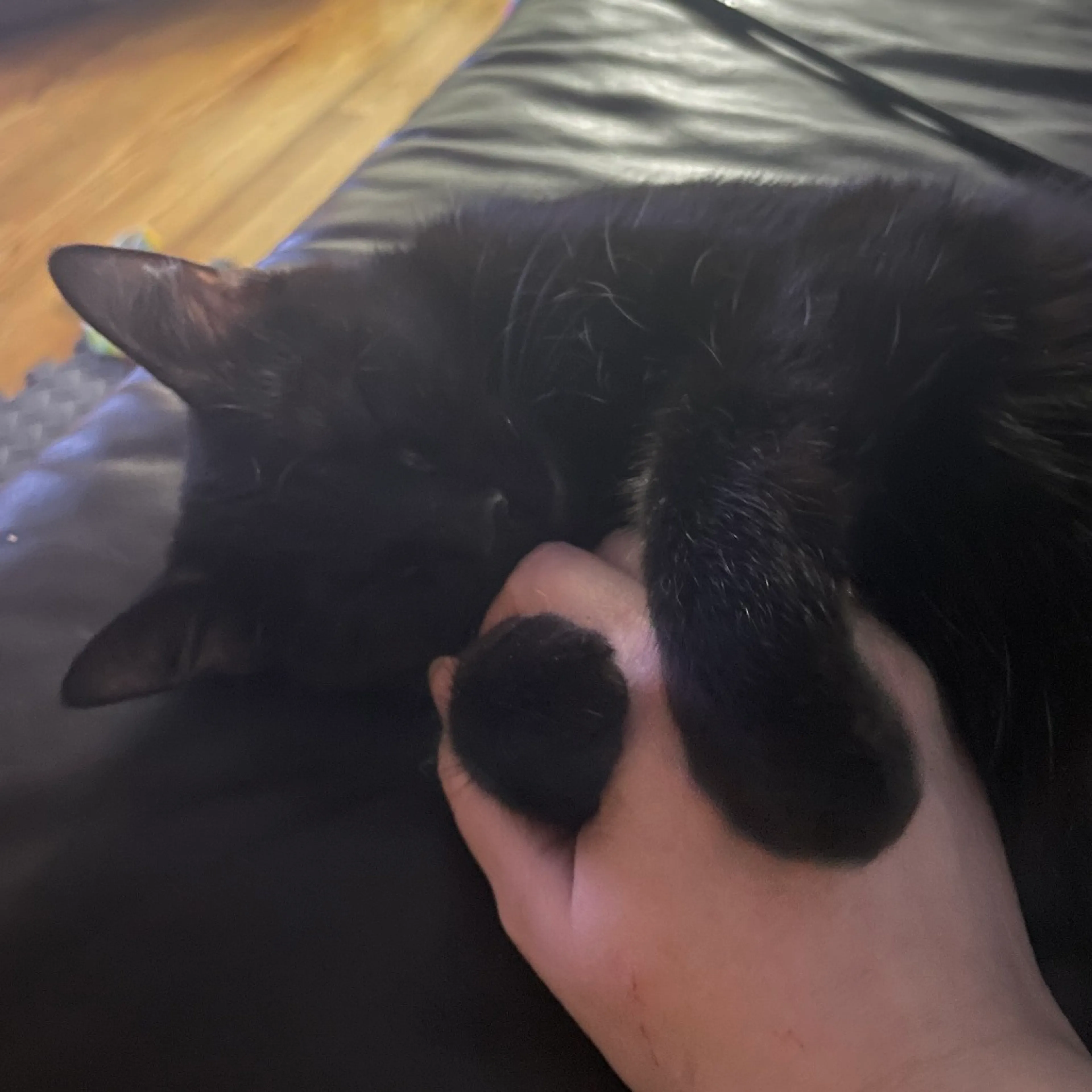 Found pet-9