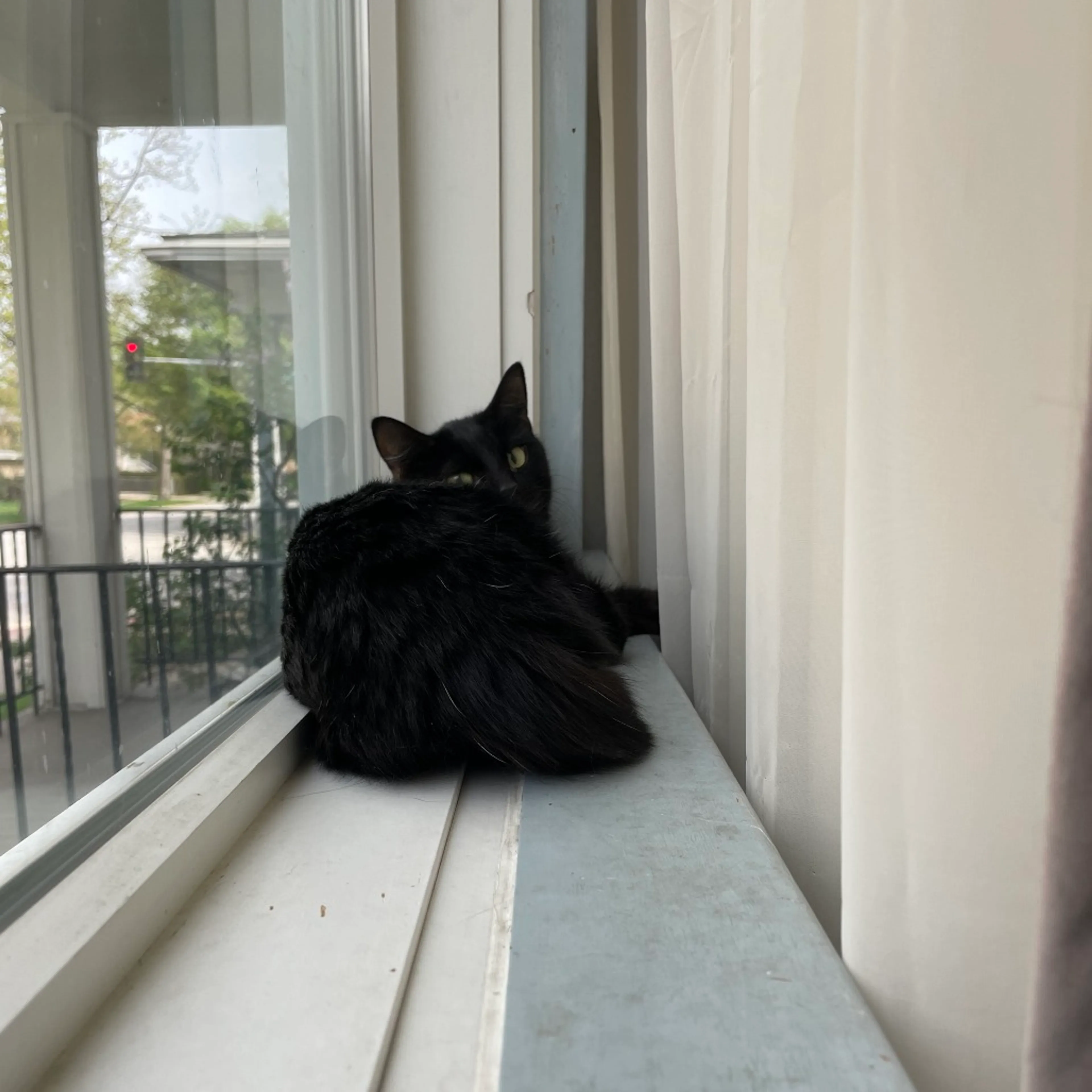 Found pet-1