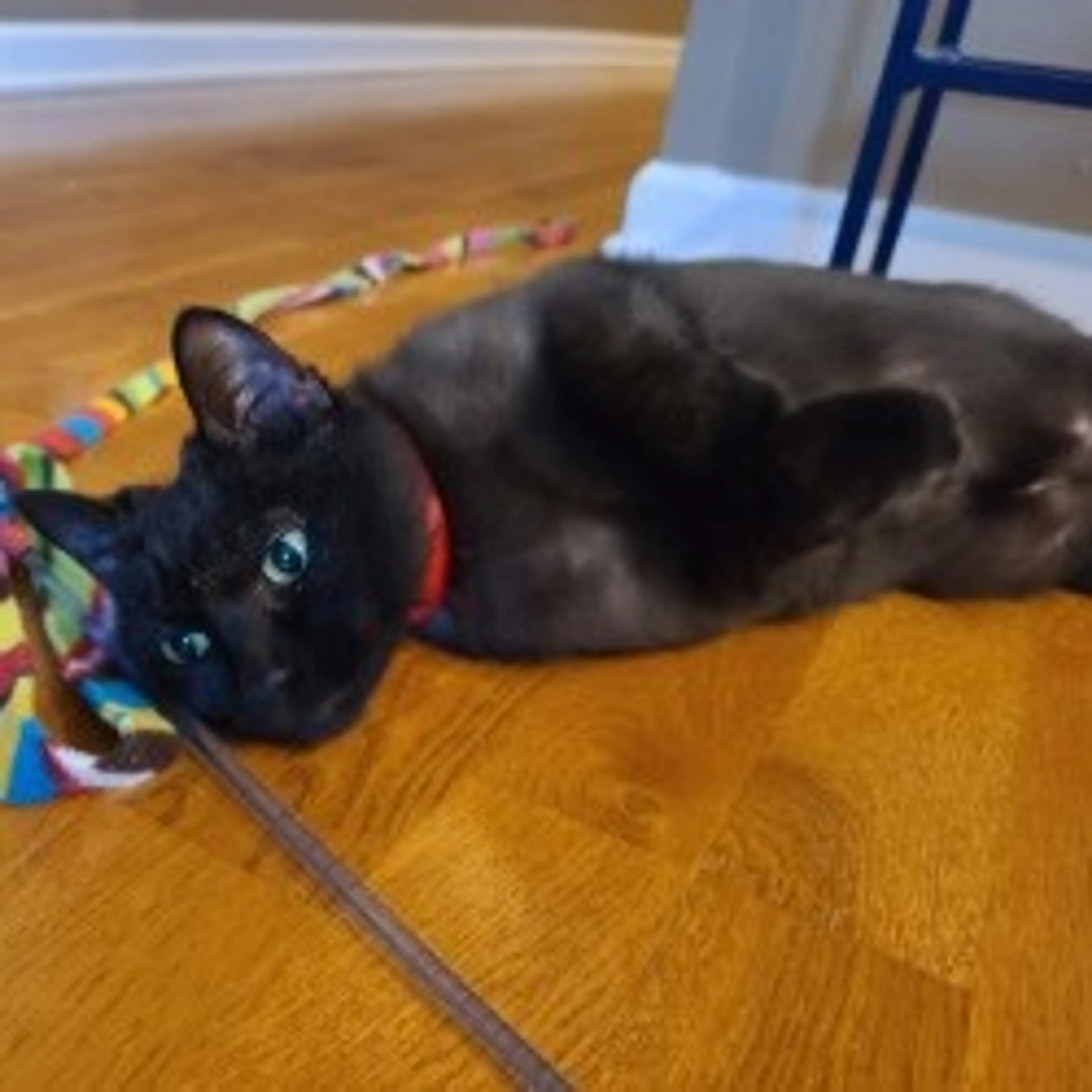 Found pet-3