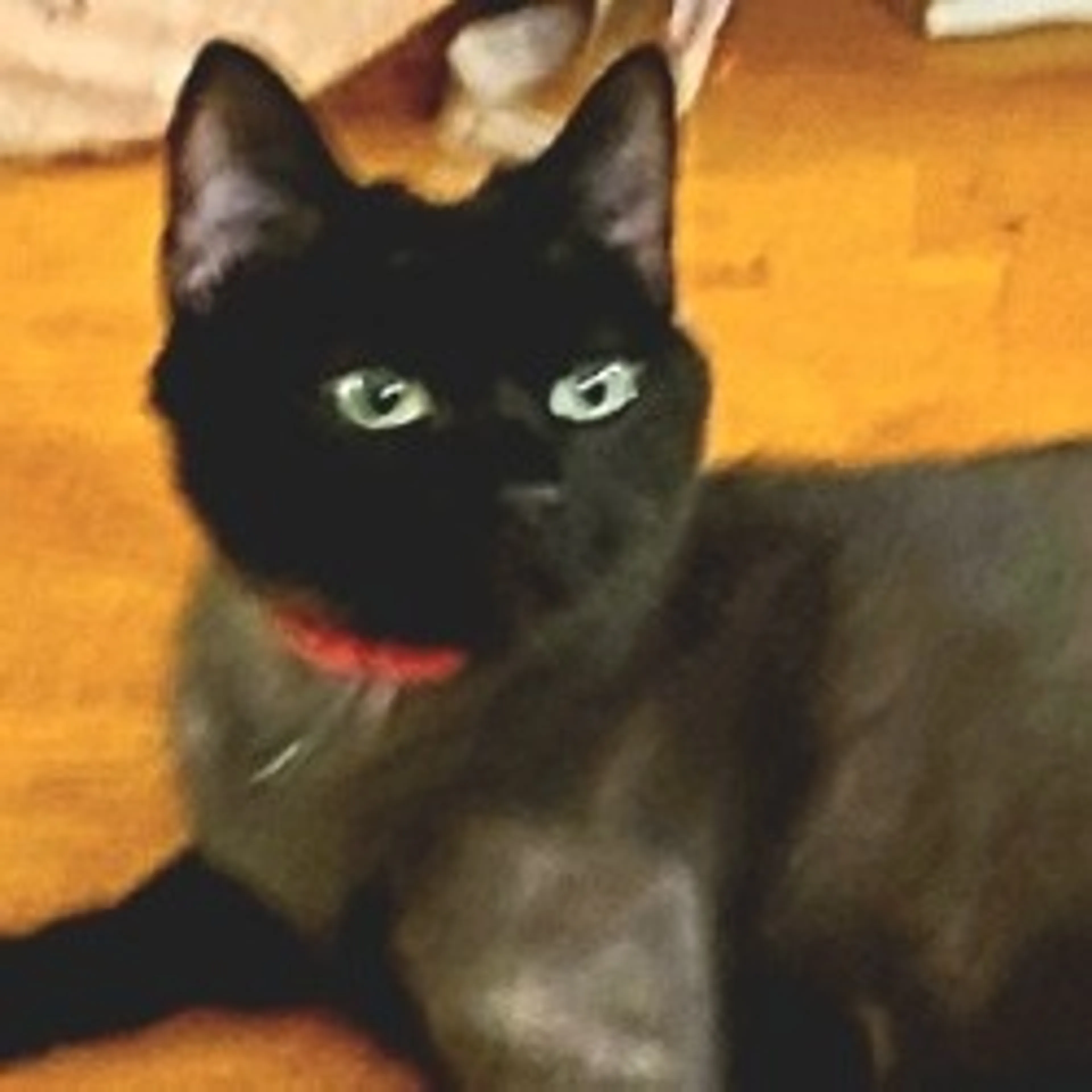 Found pet-2