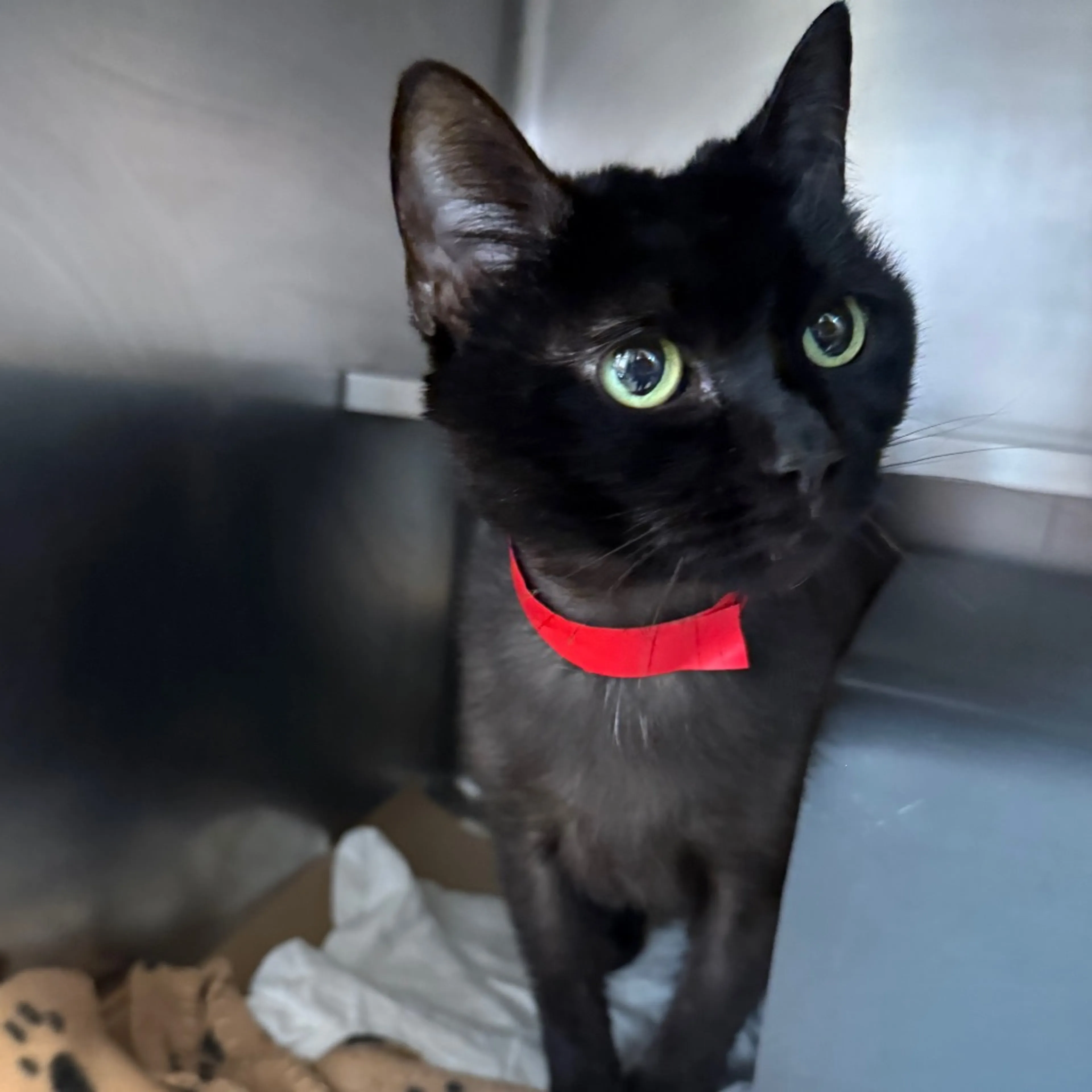 Found pet-1