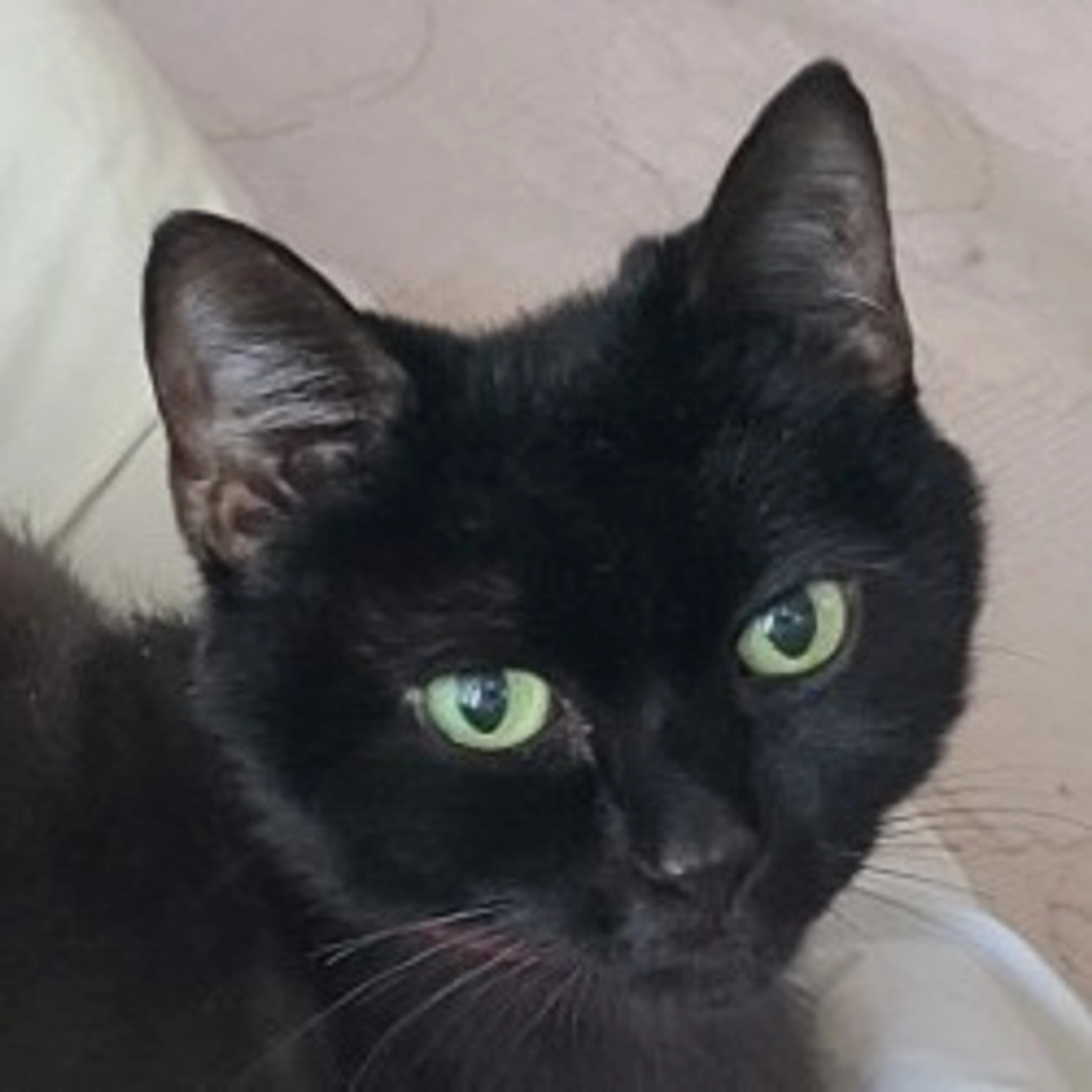 Found pet-0