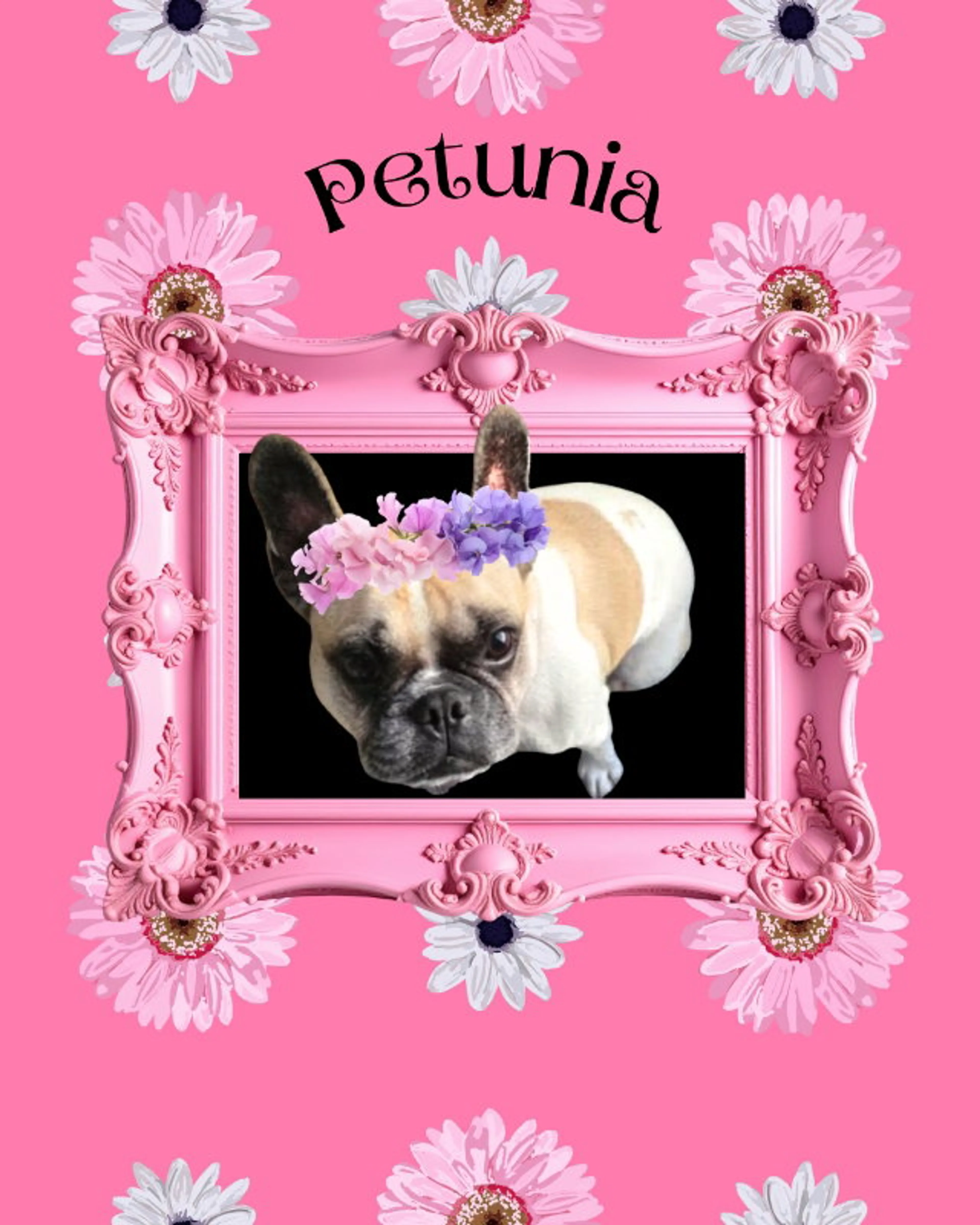 Found pet-1
