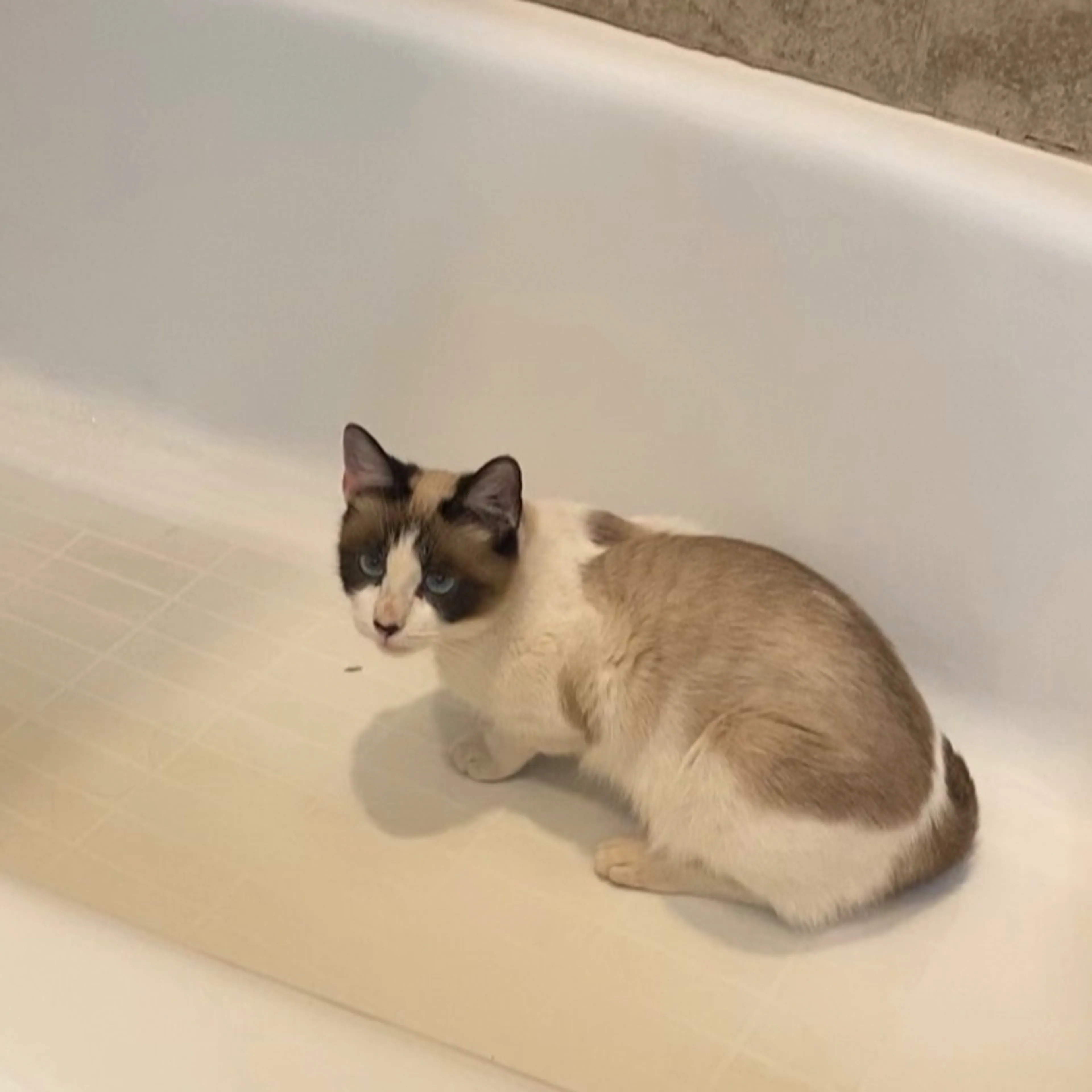 Lost pet-1