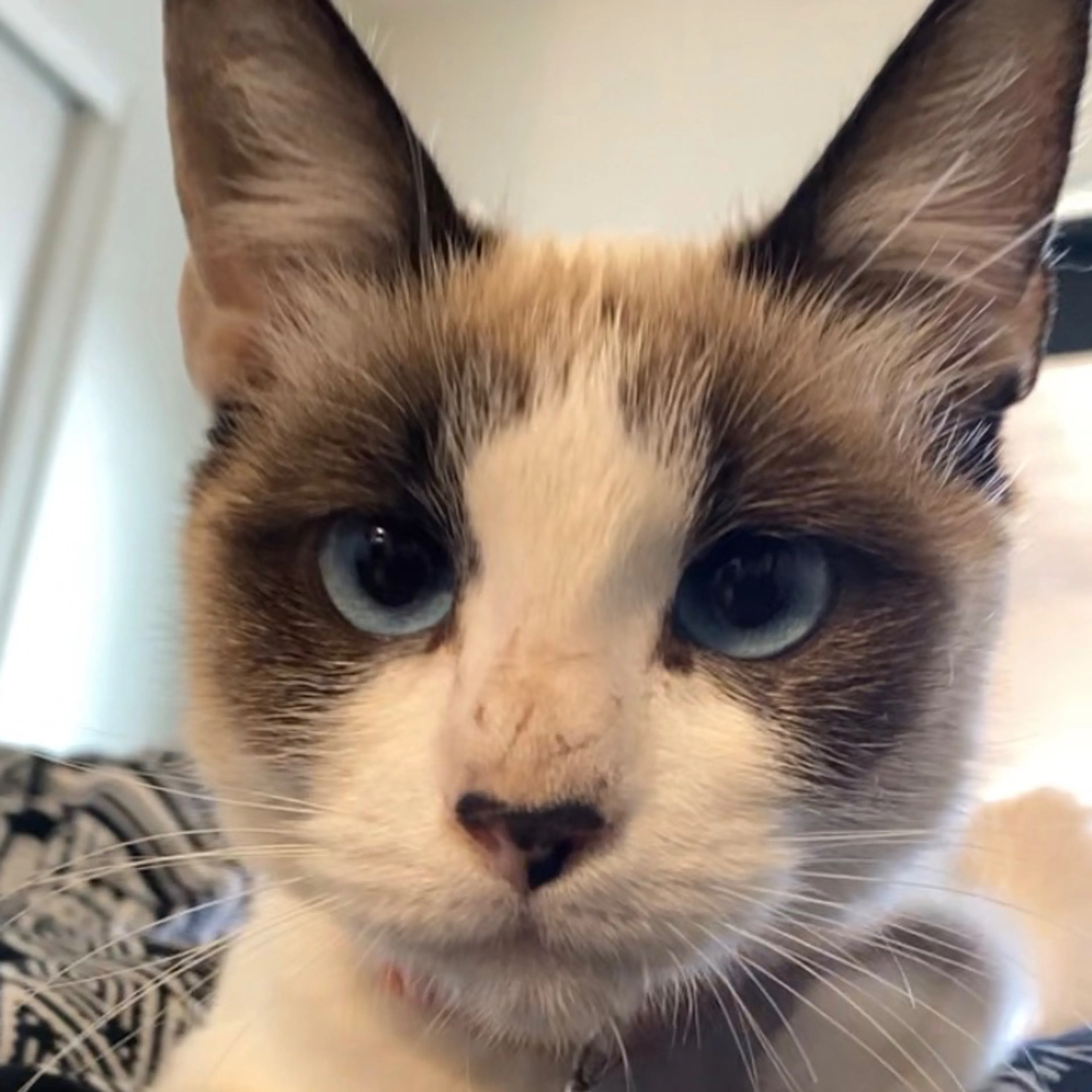 Lost pet-2