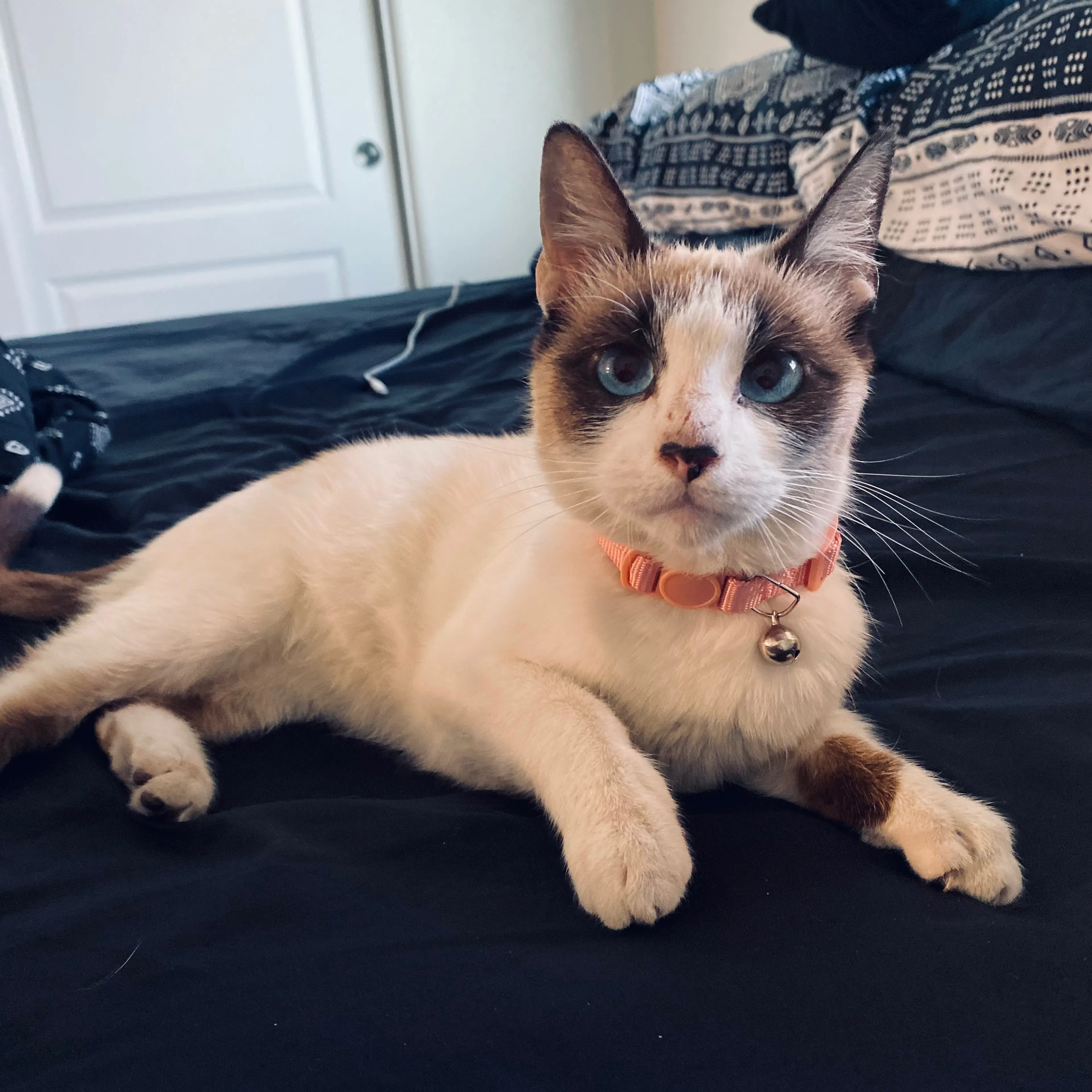 Lost pet-0