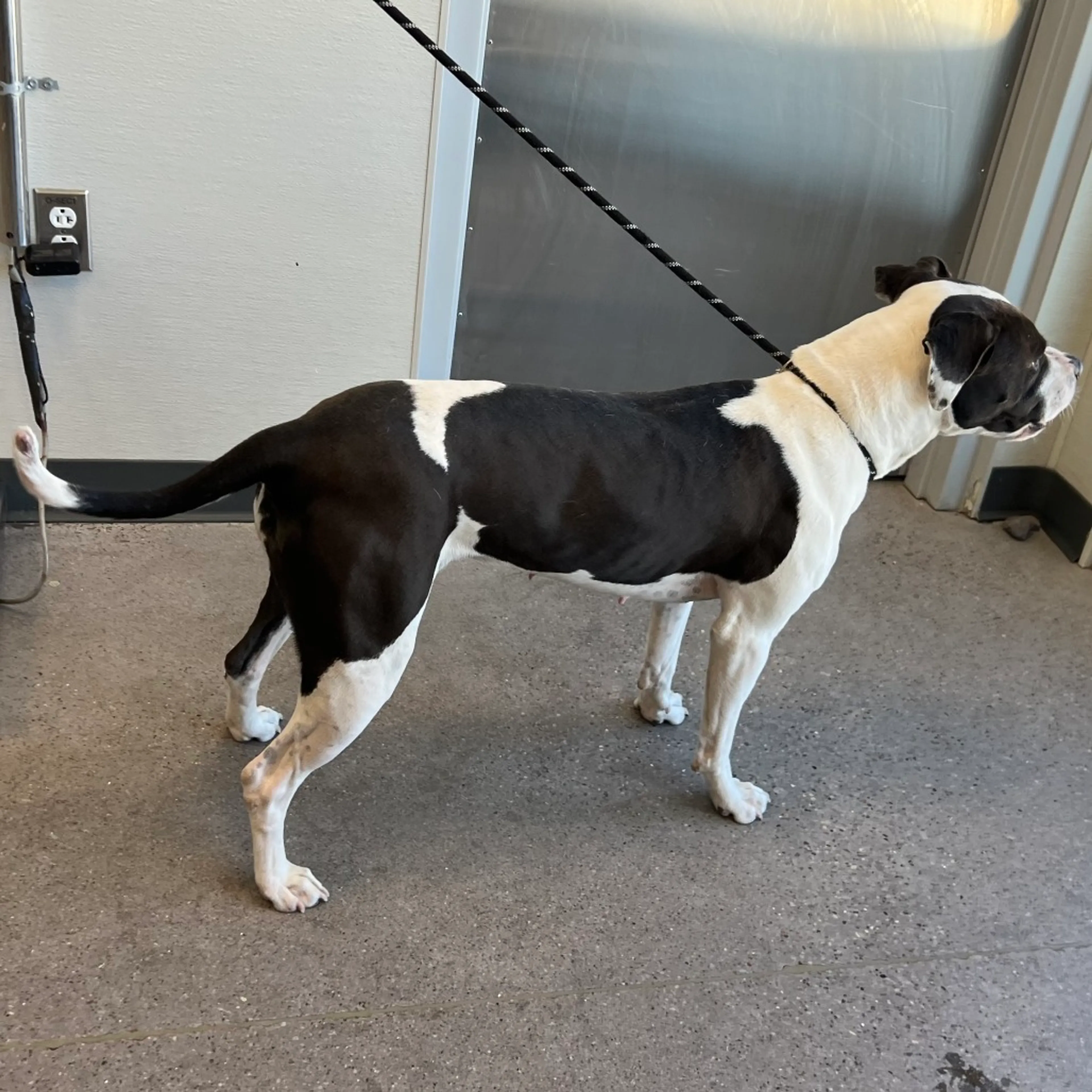 Found pet-4
