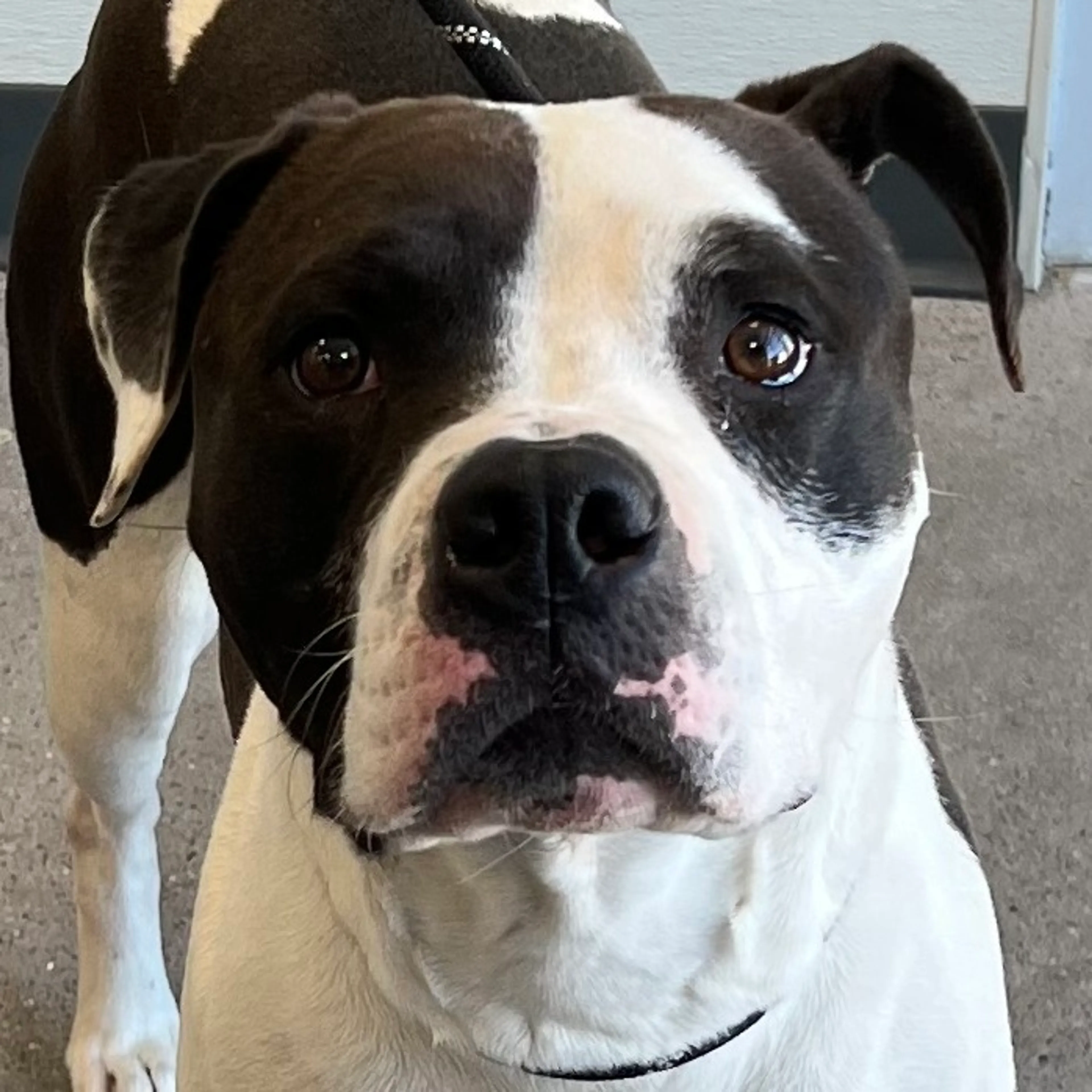Found pet-2