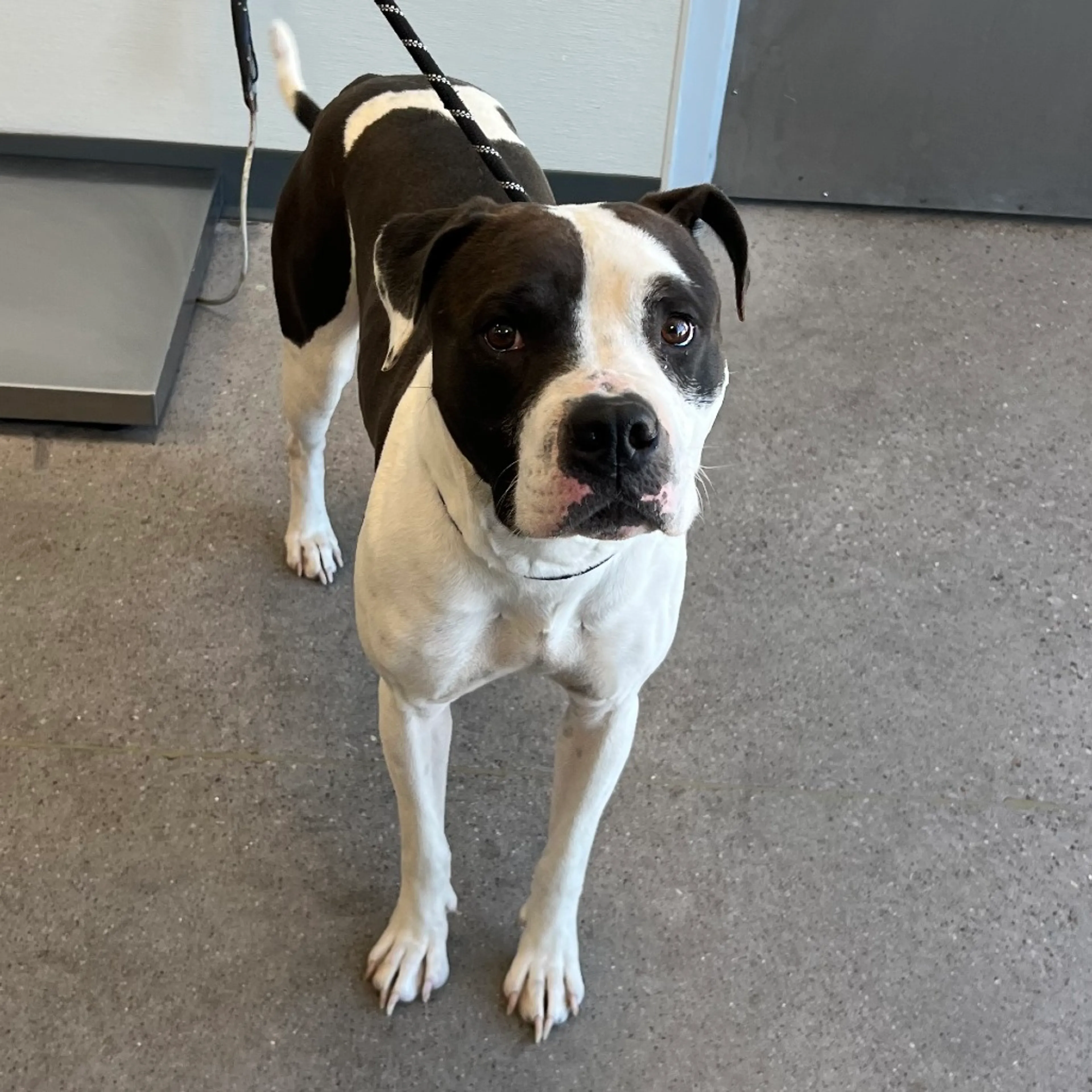 Found pet-3